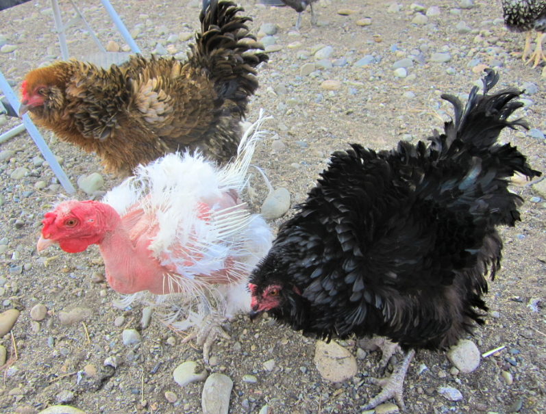 Show Us Your Flock Photo Contest 26.png