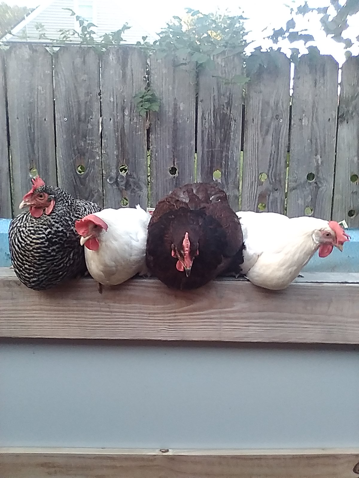 Show Us Your Flock Photo Contest 27.jpg