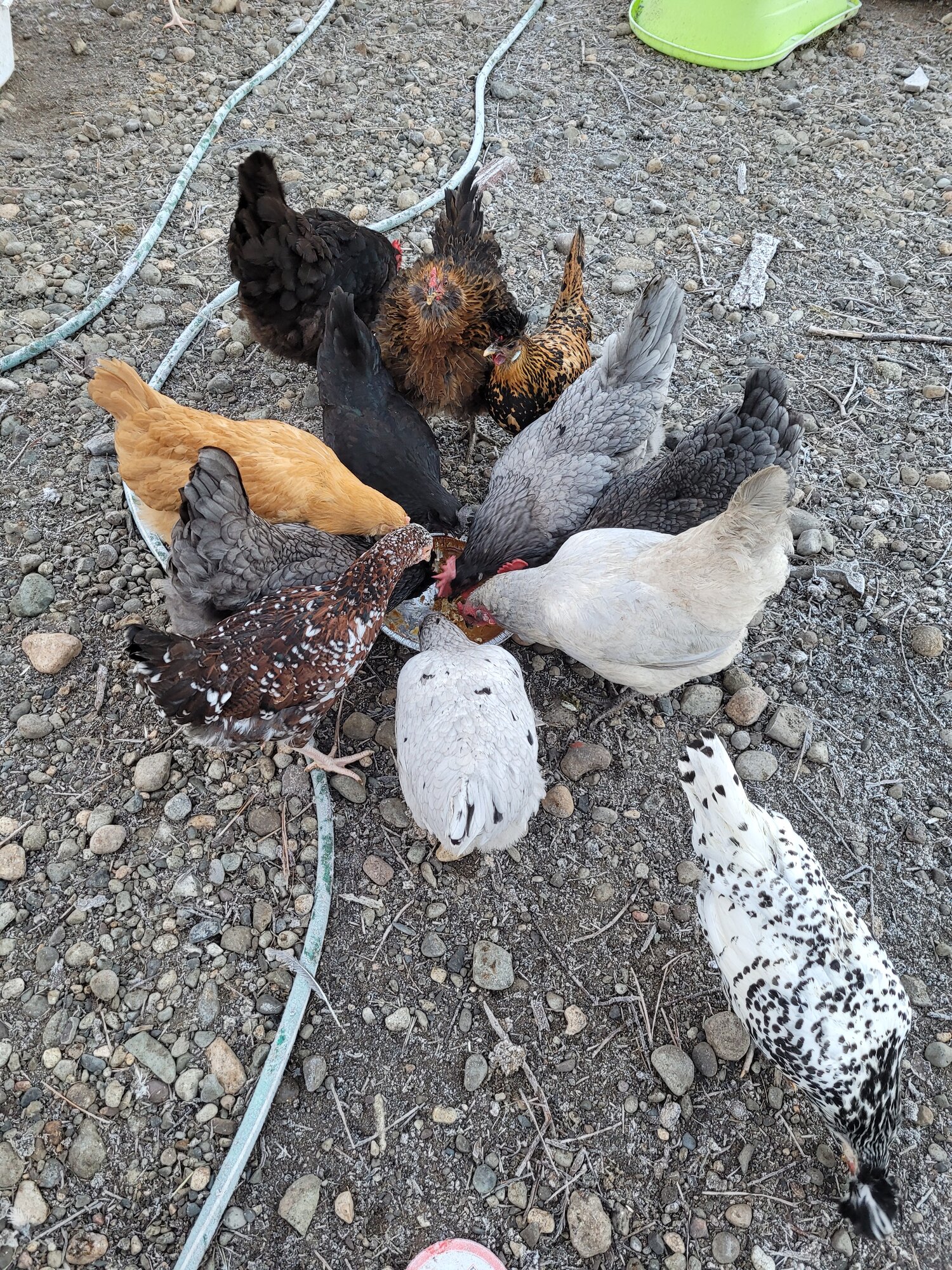 Show Us Your Flock Photo Contest 32.jpg