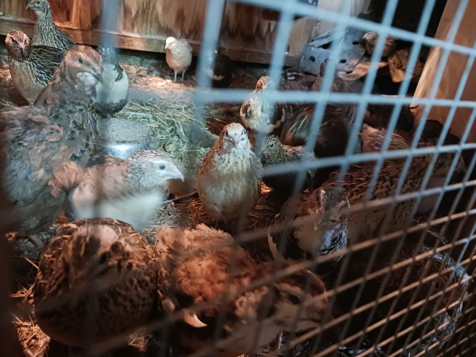 Show Us Your Flock Photo Contest 38.jpg