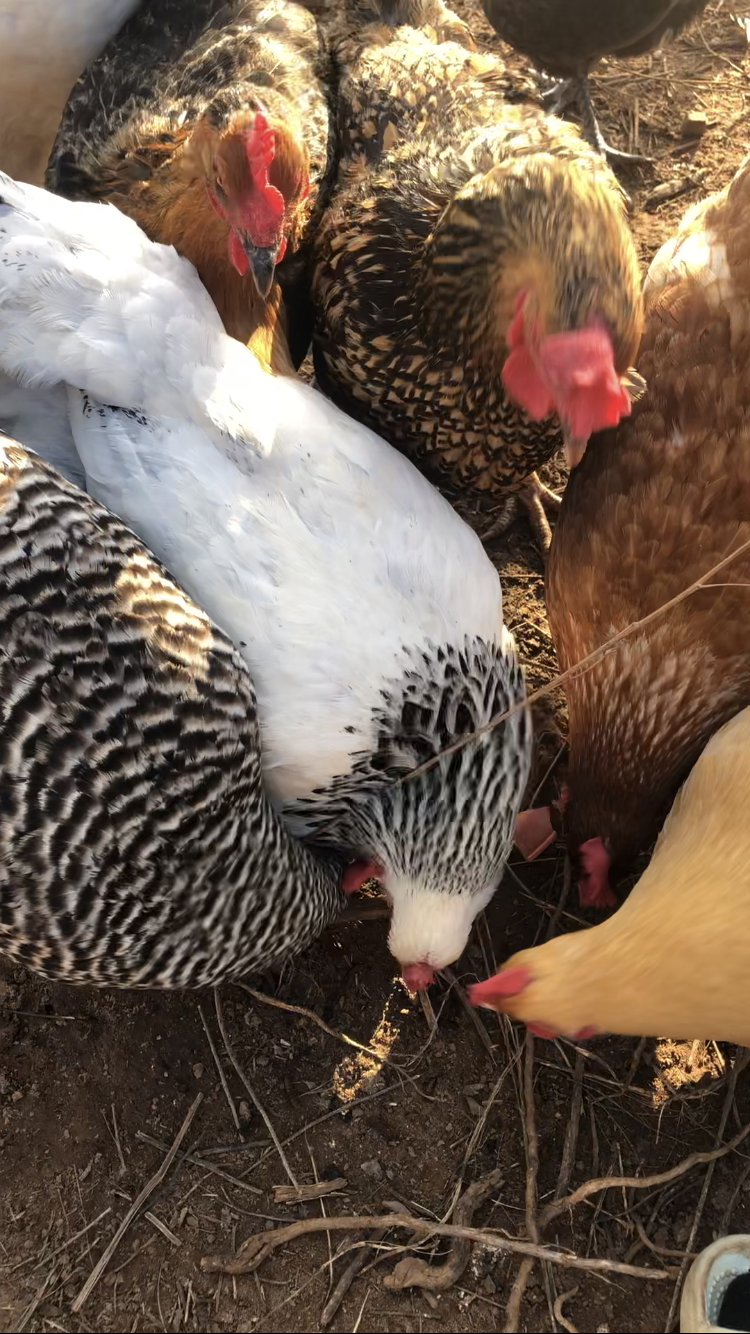 Show Us Your Flock Photo Contest 39.png
