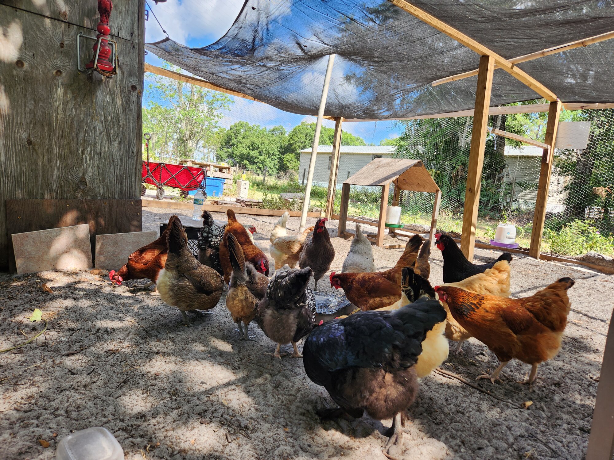 Show Us Your Flock Photo Contest 4.jpg