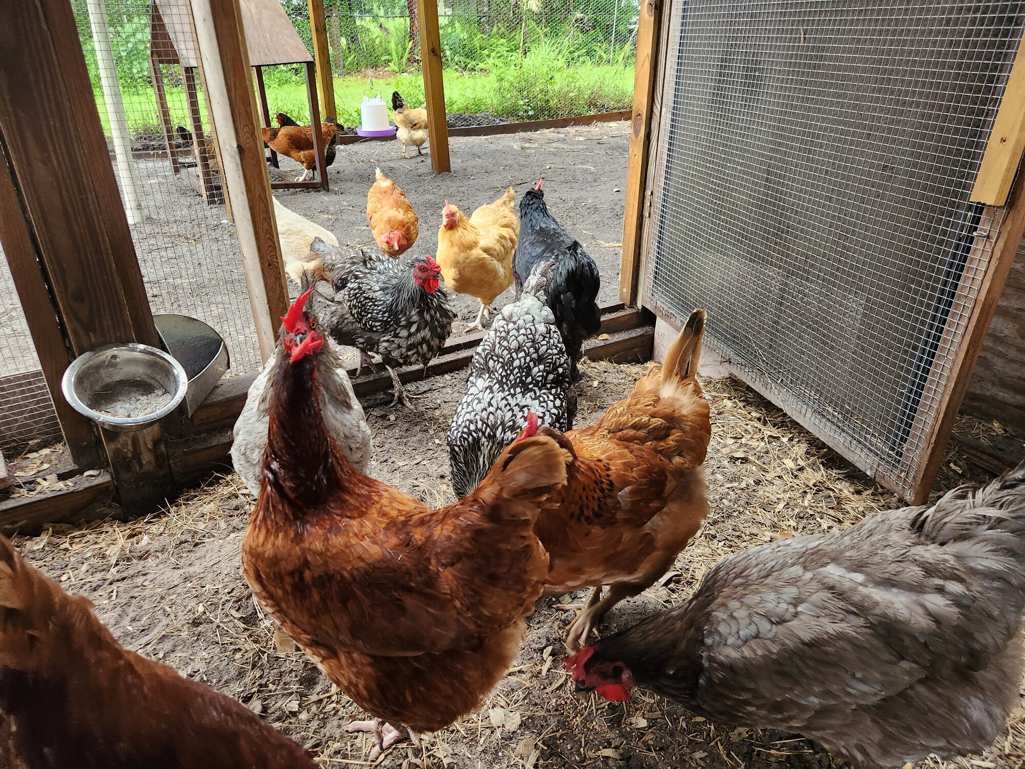 Show Us Your Flock Photo Contest 41.jpg