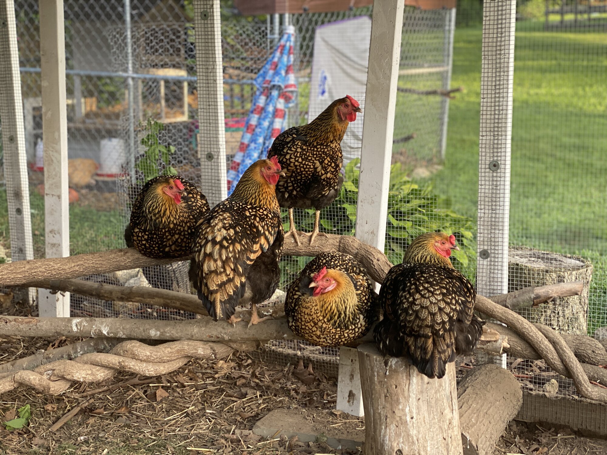 Show Us Your Flock Photo Contest 42.jpg