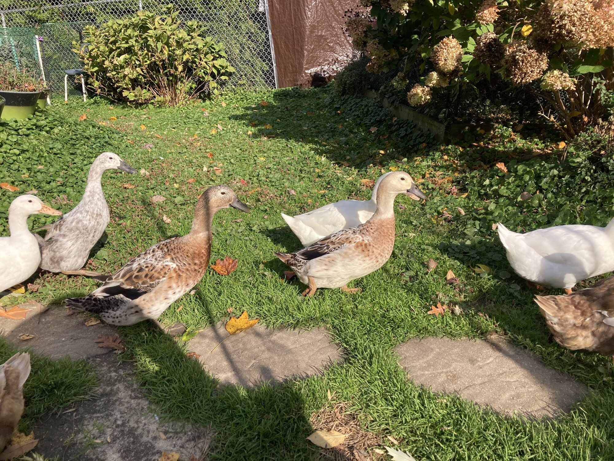 Show Us Your Flock Photo Contest 7.jpg