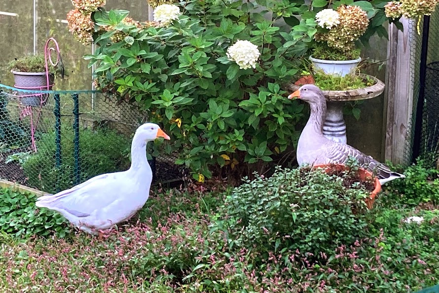 Show Us Your Flock Photo Contest 9.jpg