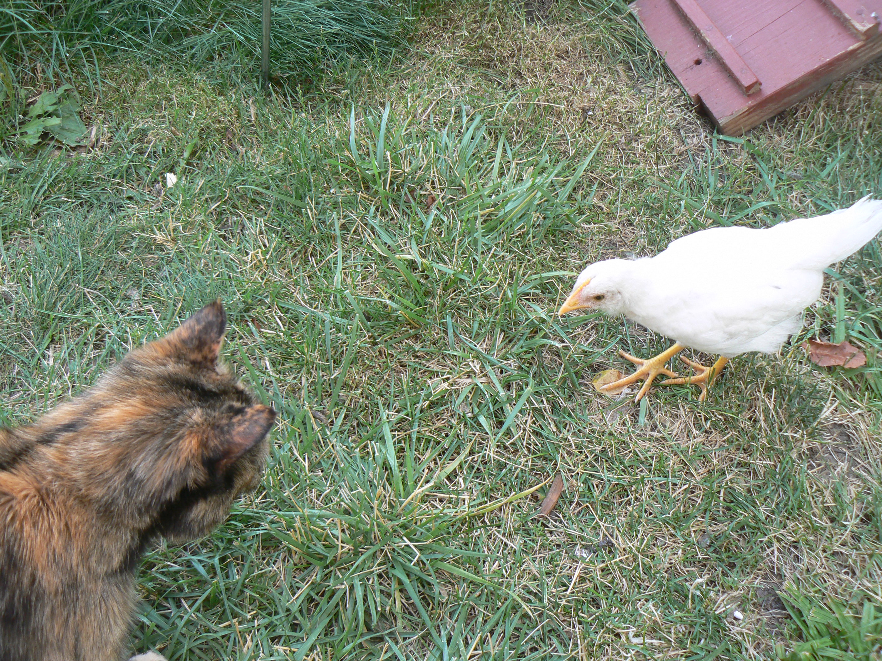 Showdown with Caramel.