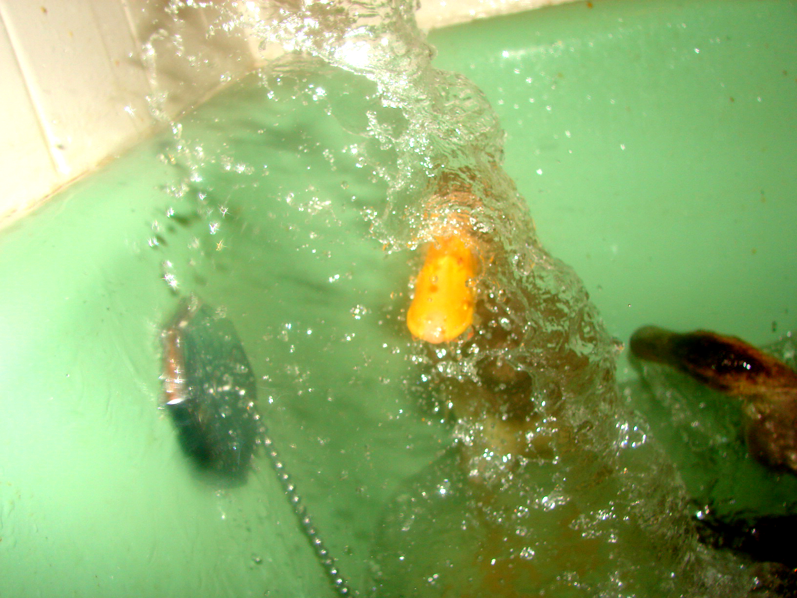 Shower time!