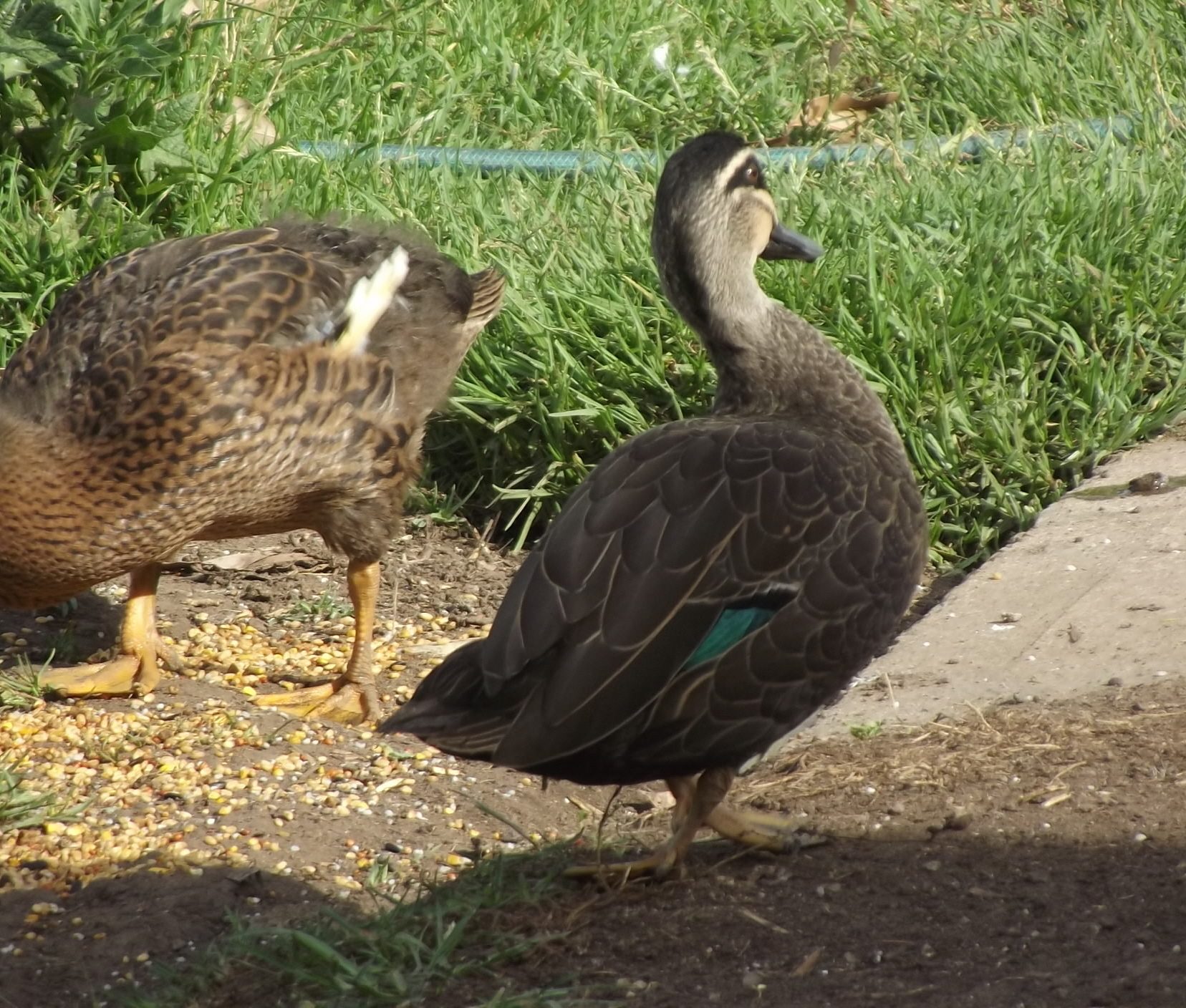Showing off his classic 'Wist Walk' he had a twisted foot from when he was a duckling, so walked with his toes pointing in.