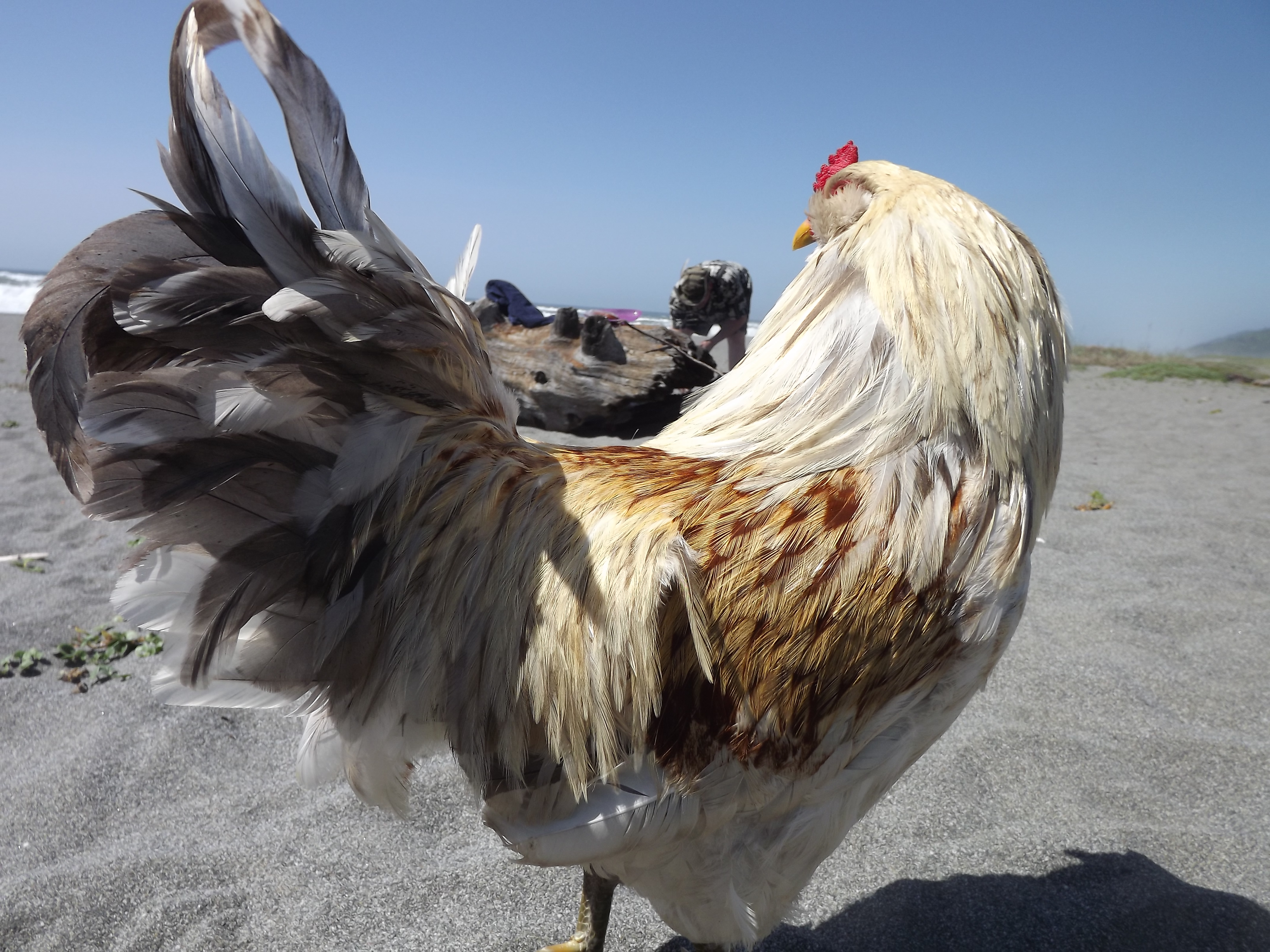 Showing off my feathers