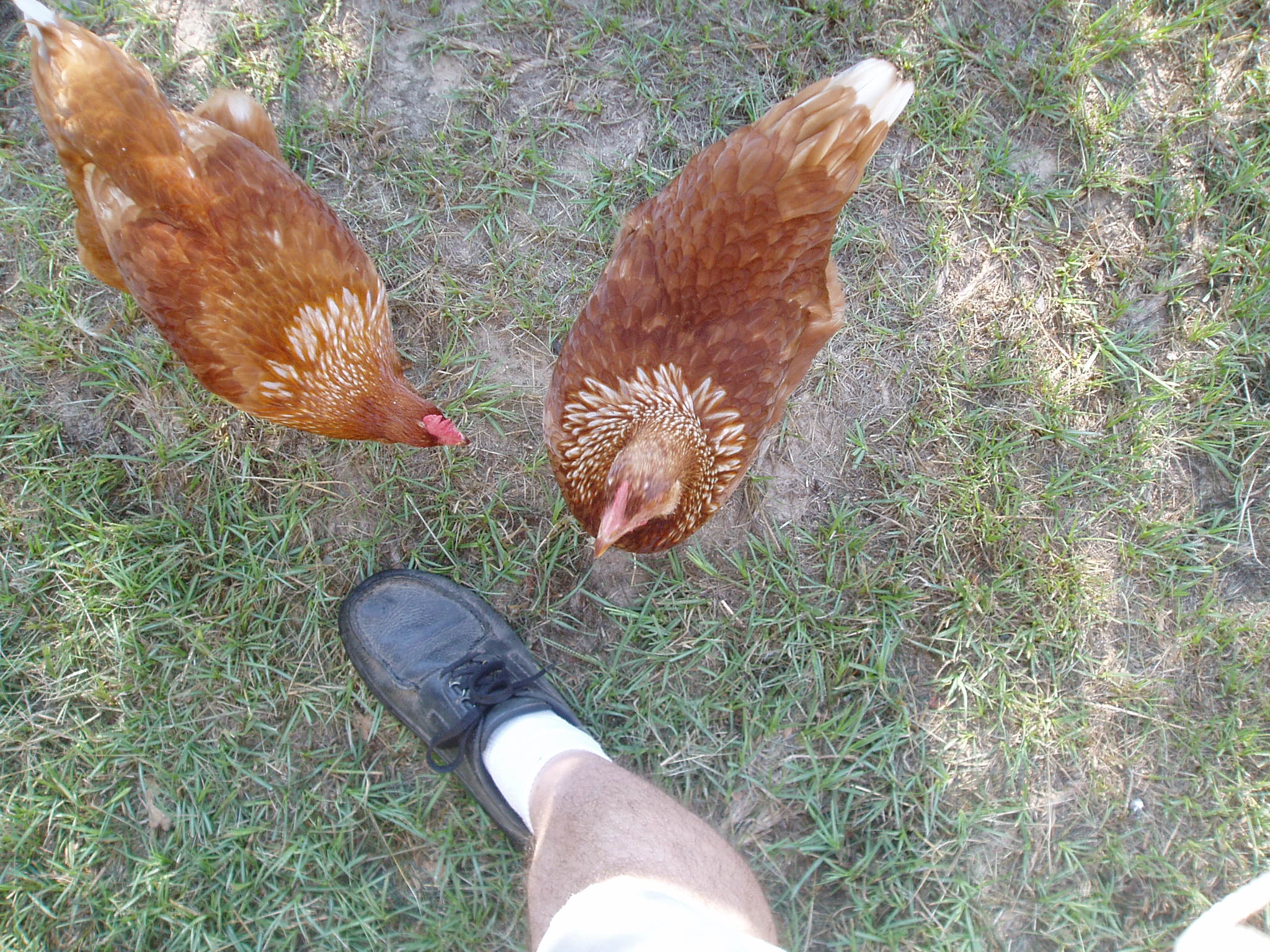 Showing size.  My foot is 81/2 ee and the girls are 4 months old