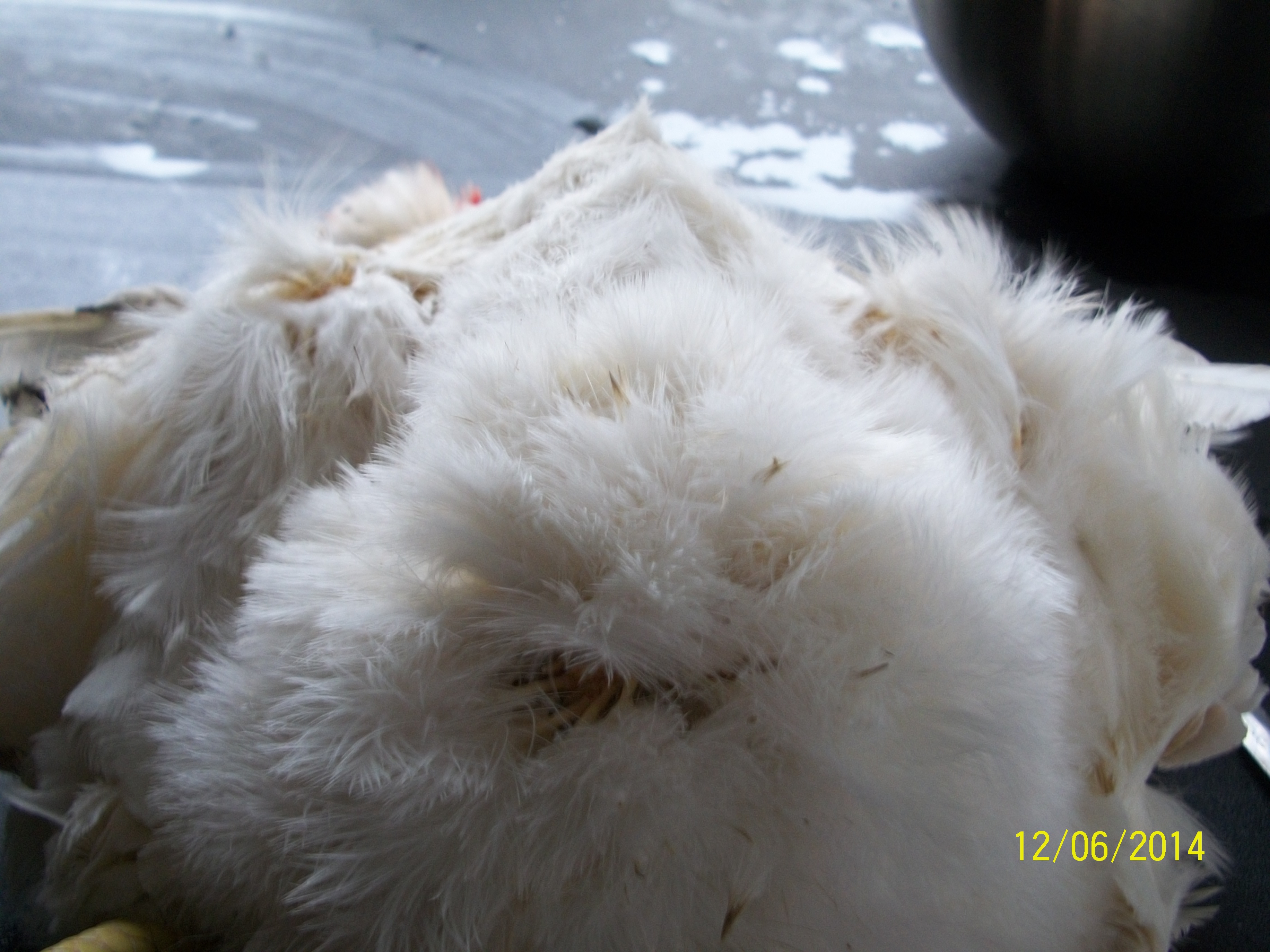 Shows the location of the first cut into the skin.