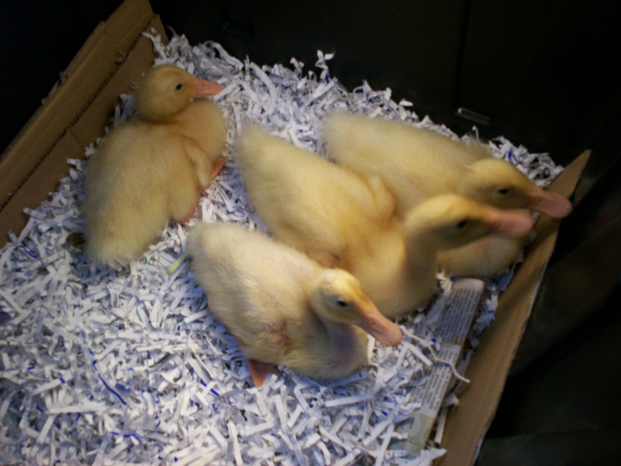 Shredded newpaper bedding