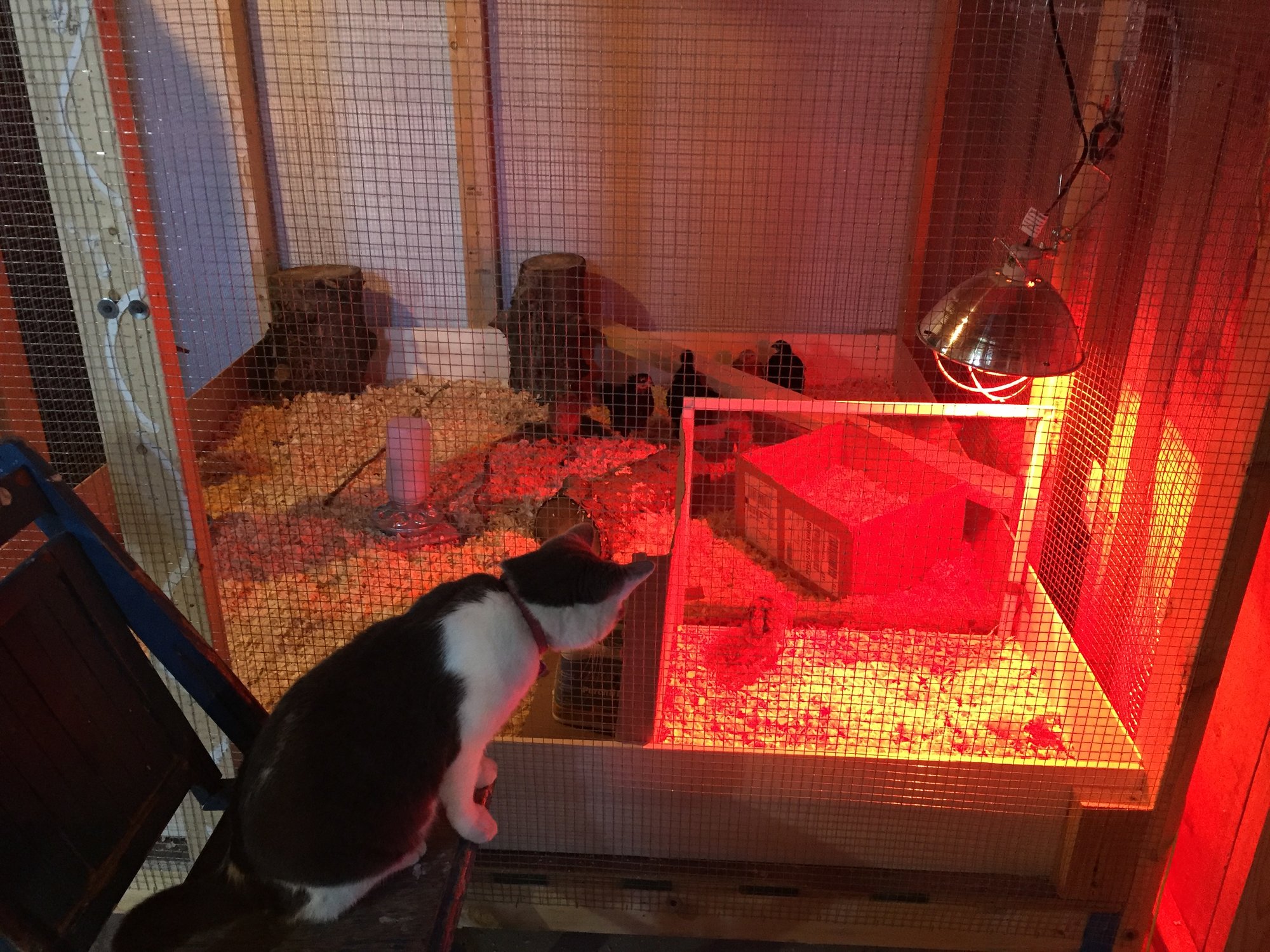 Shug investigates 4&5 weeks