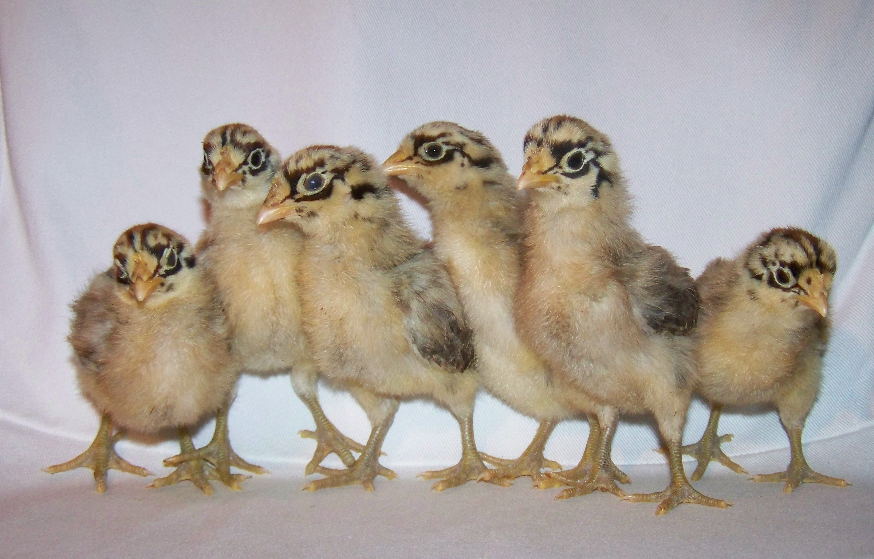 Sicilian Buttercup chicks.