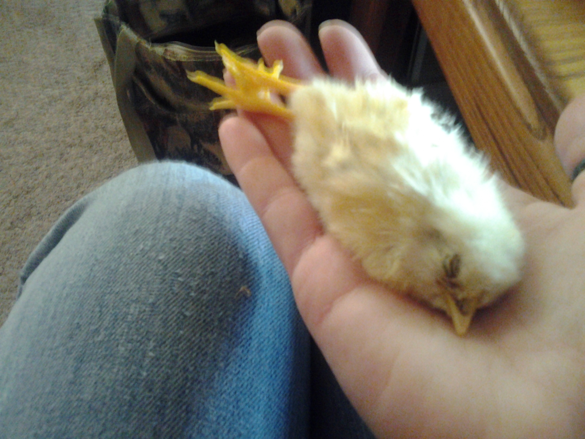 sick and injured chick from my second batch born October 2012