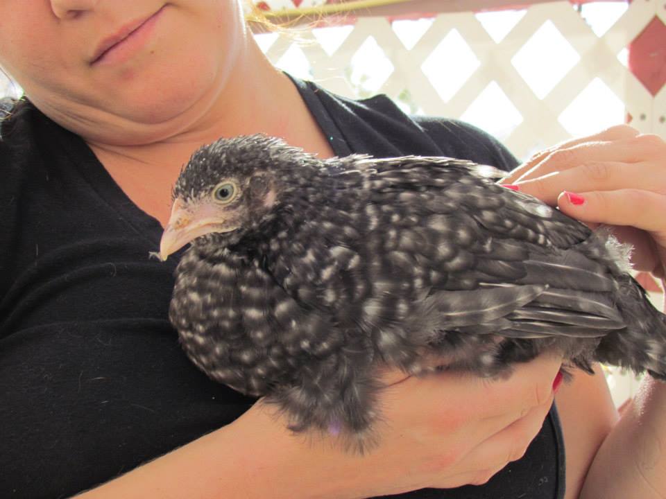 Sick chicky, before she developed wry neck