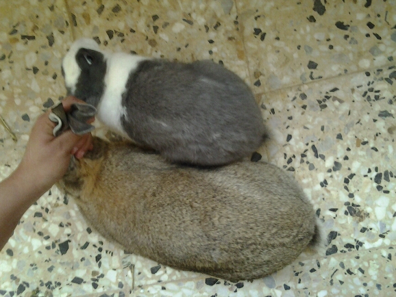 Side by side and meer weighs 2 kilos she is 1 kilo. Here overall size is great too.
