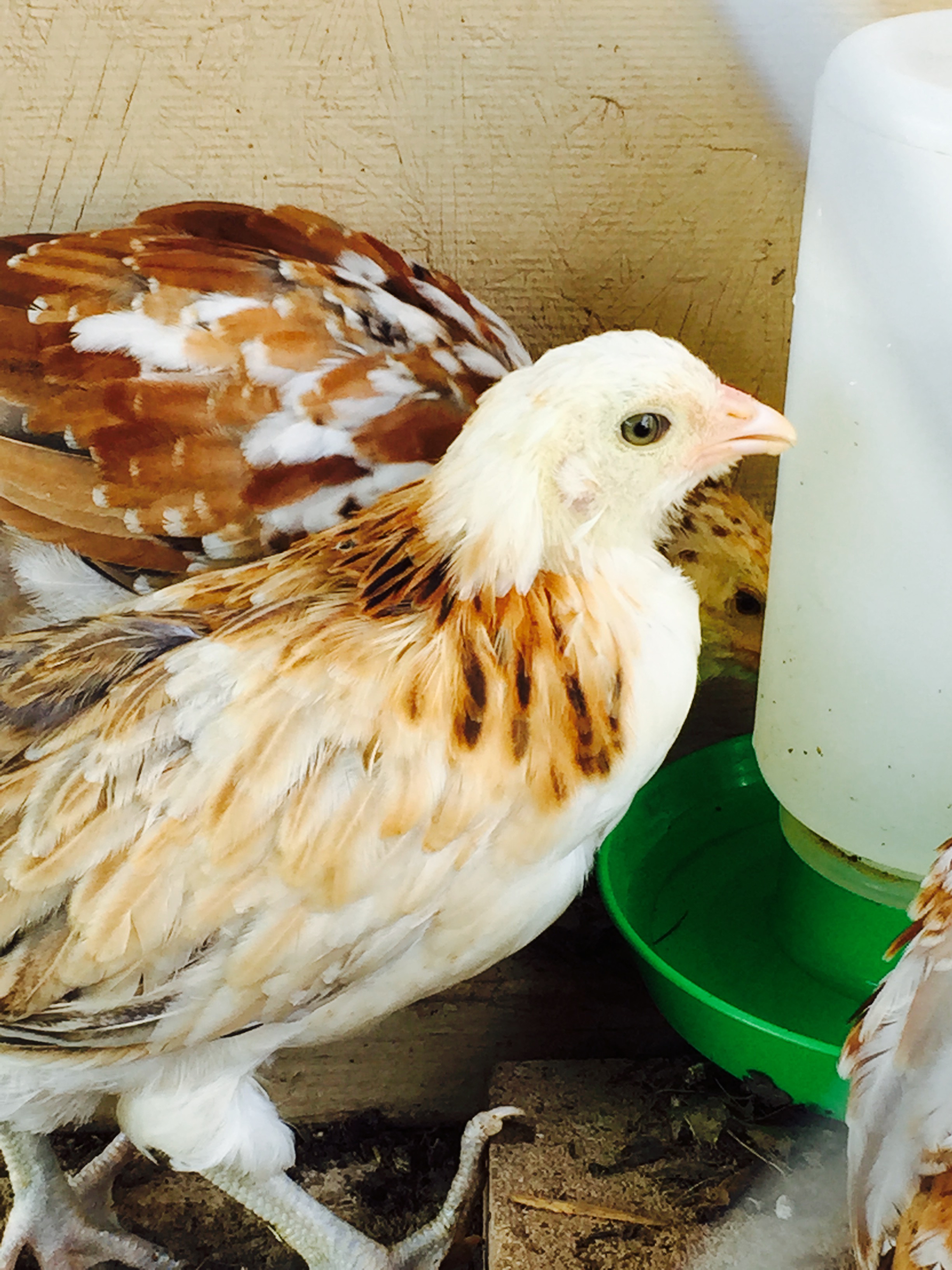 Side shot of hackles