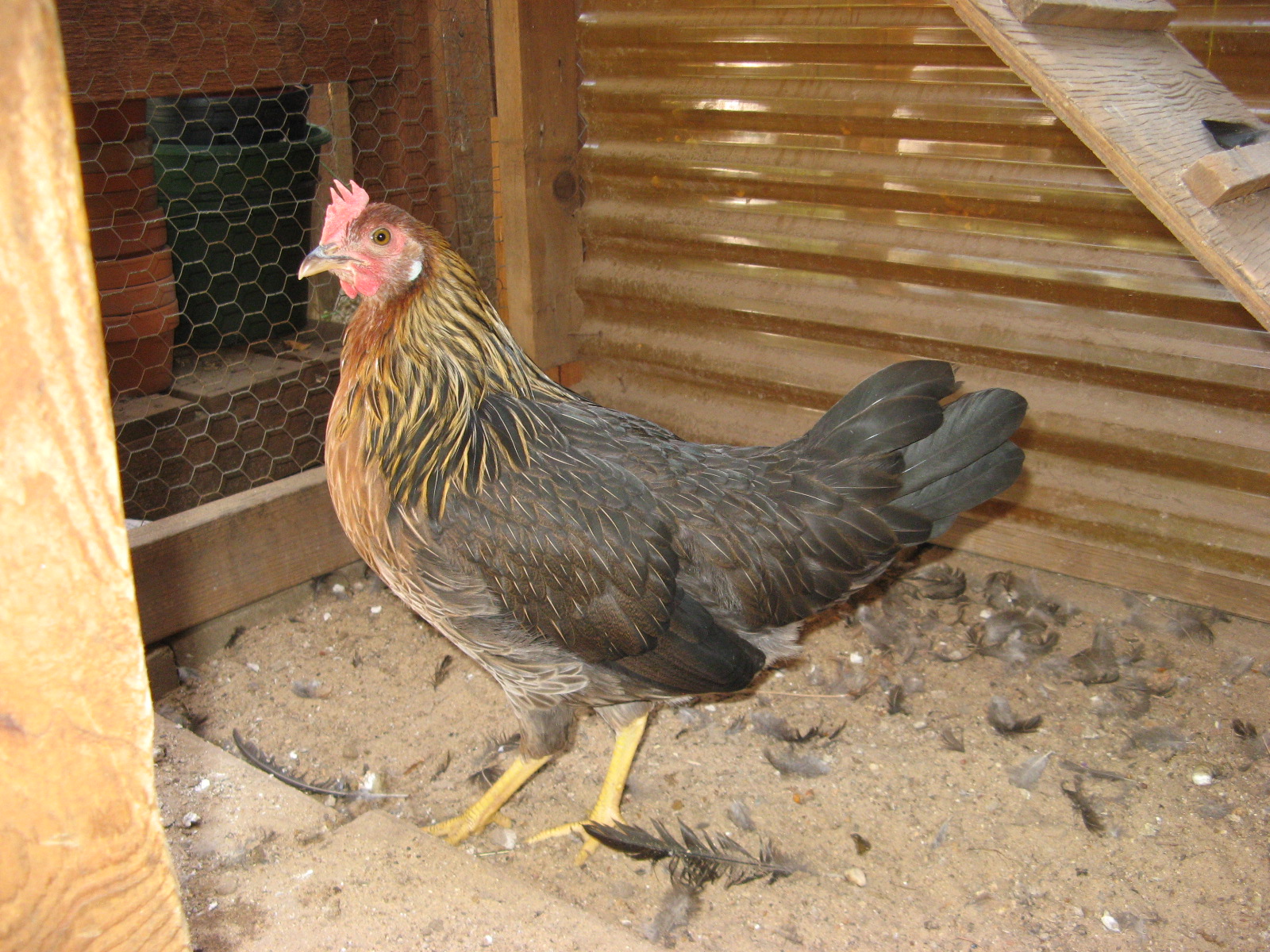 Side view at 3 1/2 months - notice lanky body and top tail feathers beginning to curve.