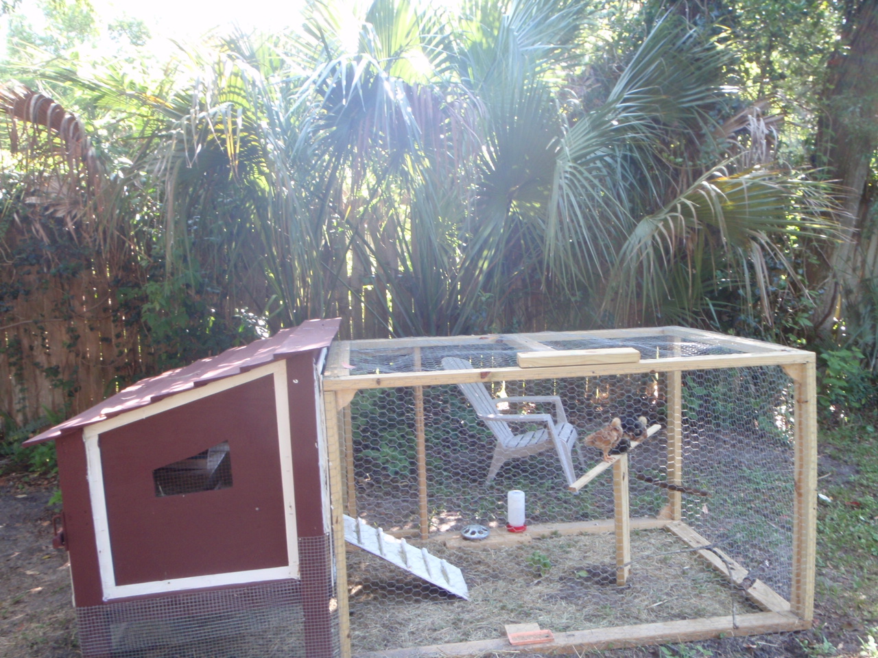 Side view, chicks perched in center, run attached. Moved chicks in at 2 weeks old. They are loving life.
