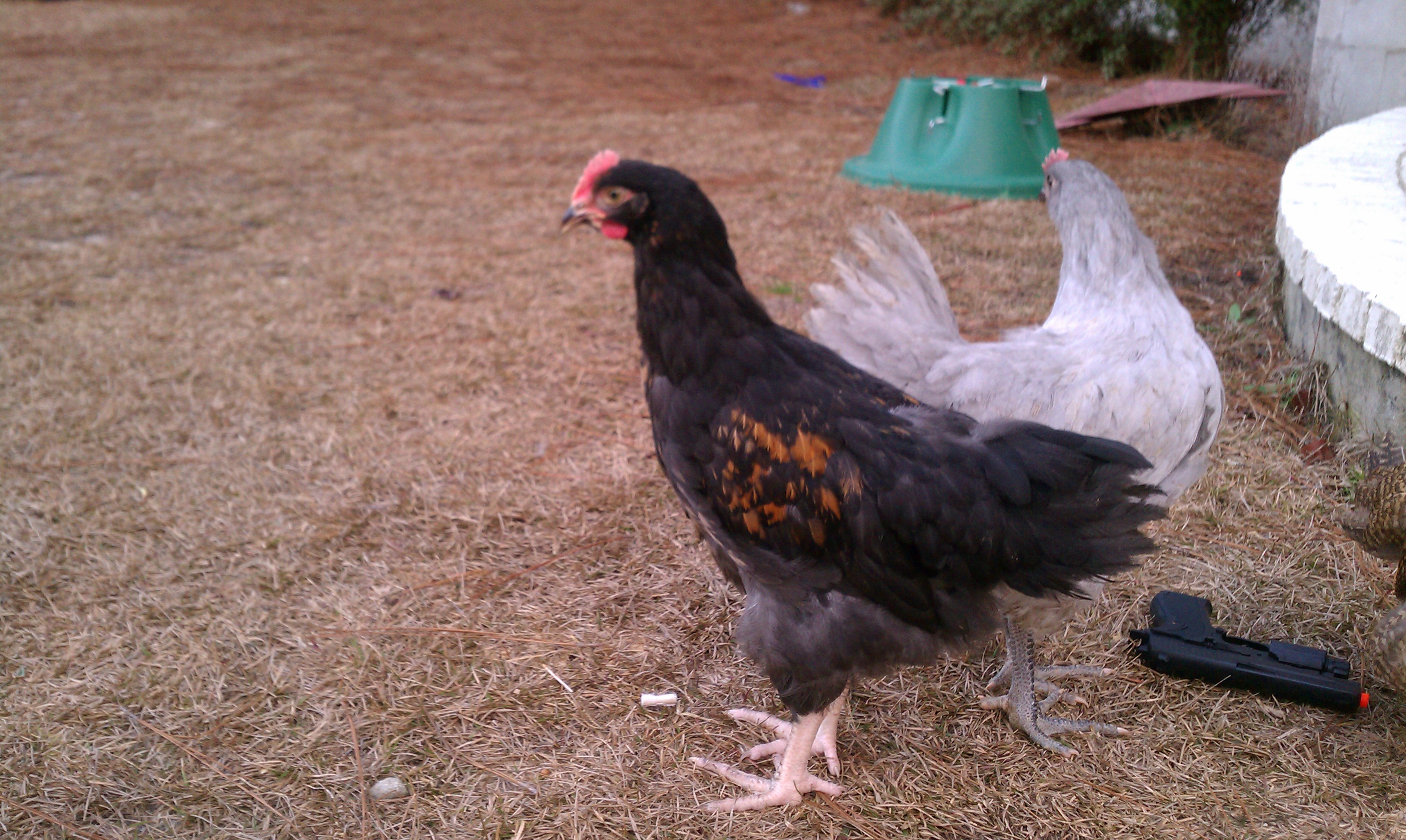 Side view:  Isn't he perty!?!?