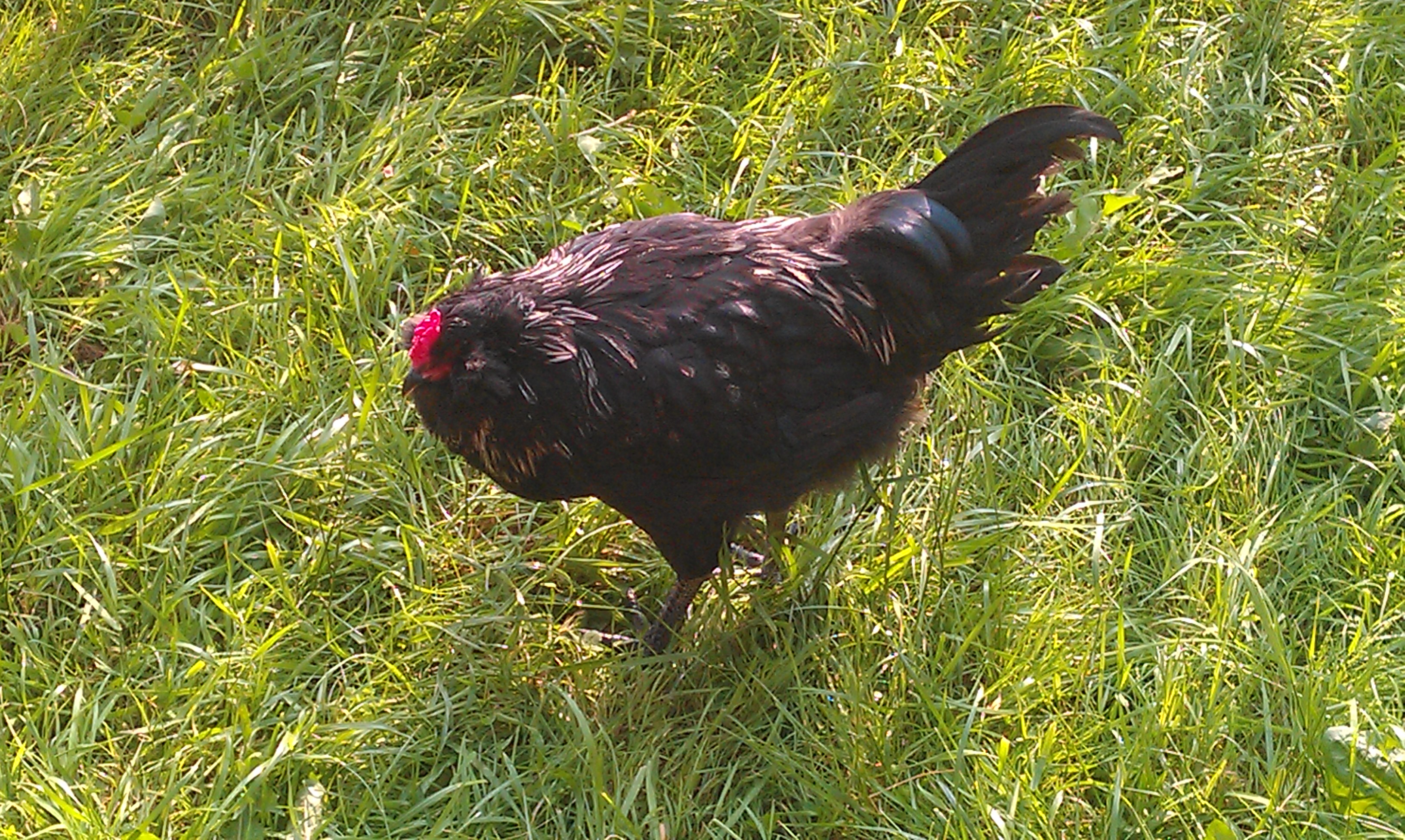 Side view of Charlie, he is such a gorgeous bird. I love how he has hints of turquoise in his feathers, can't really tell in the pick.