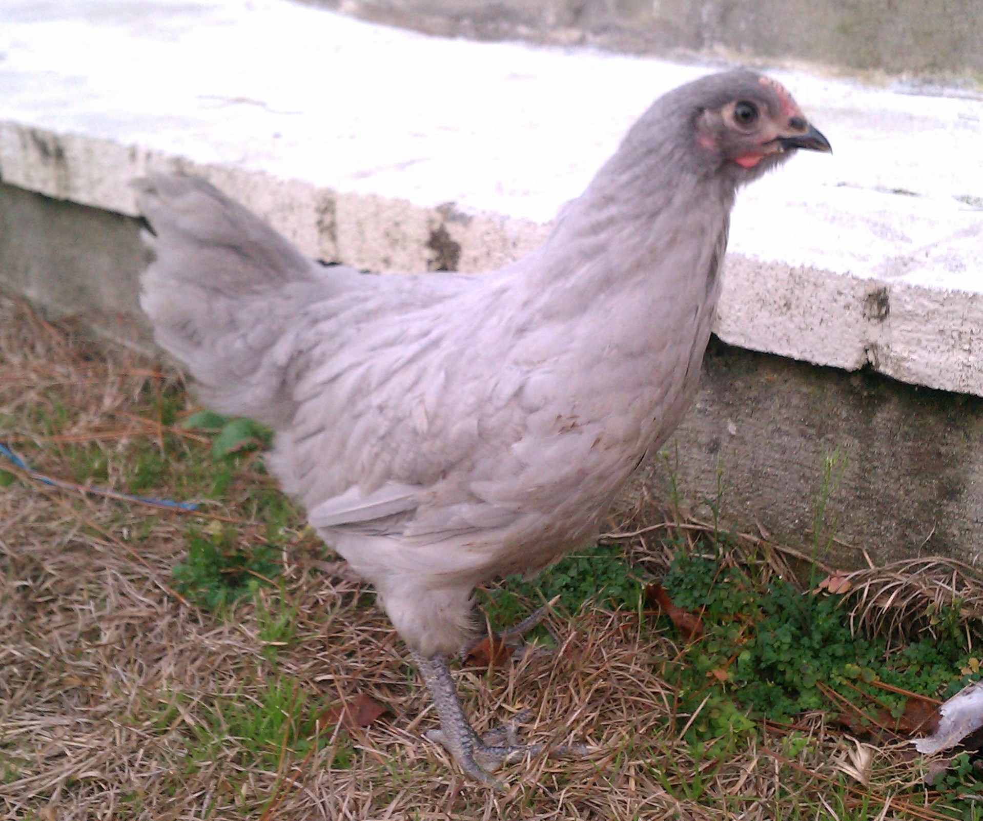 Side View of Peter P.
