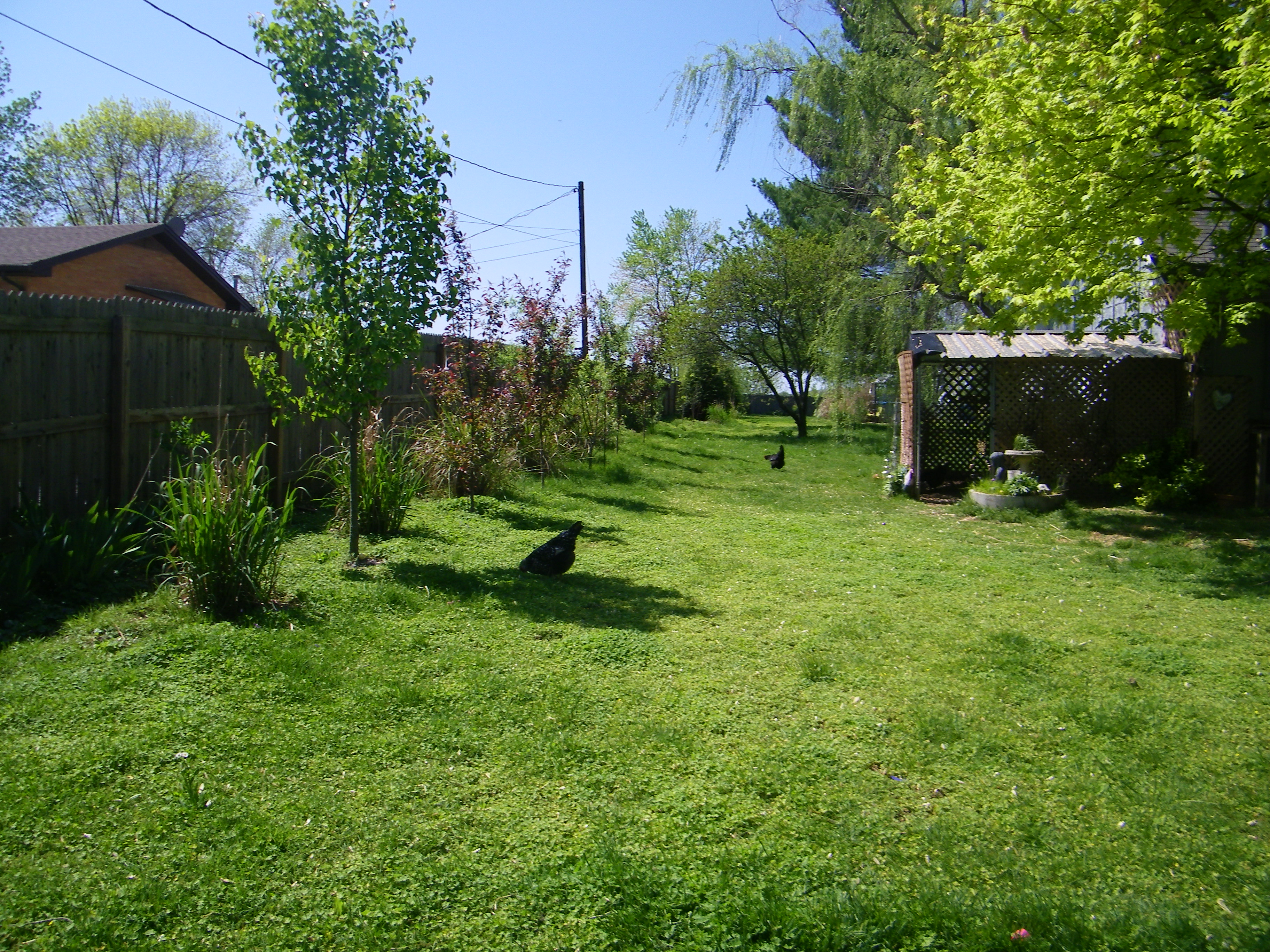 Side yard with chickens and part of the outdoor coop!