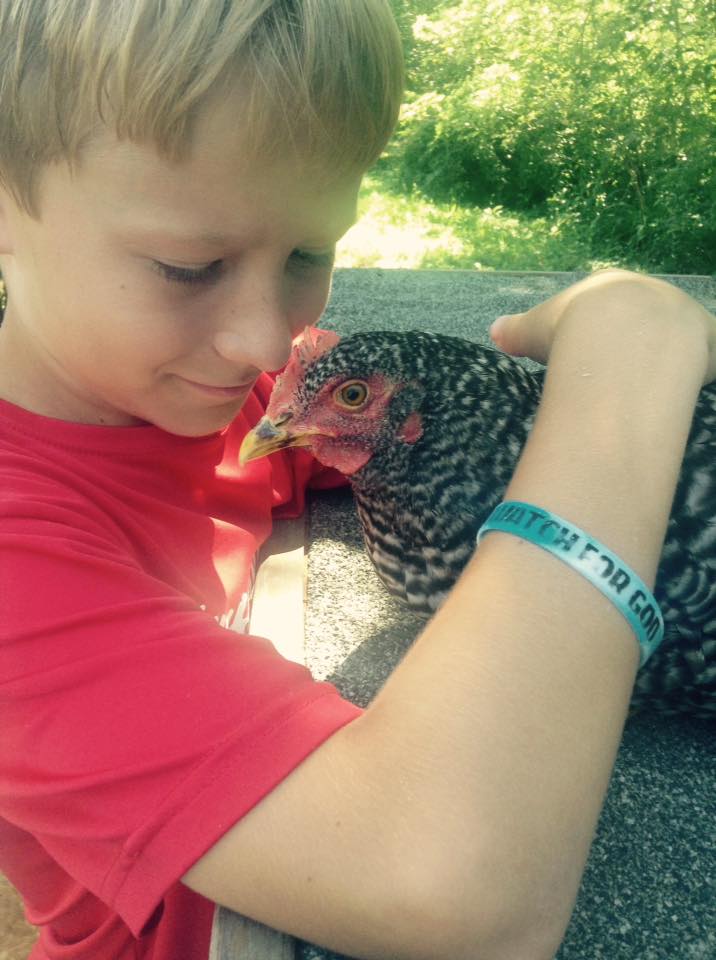 Sieria (Barred Rock) perched on the old coop