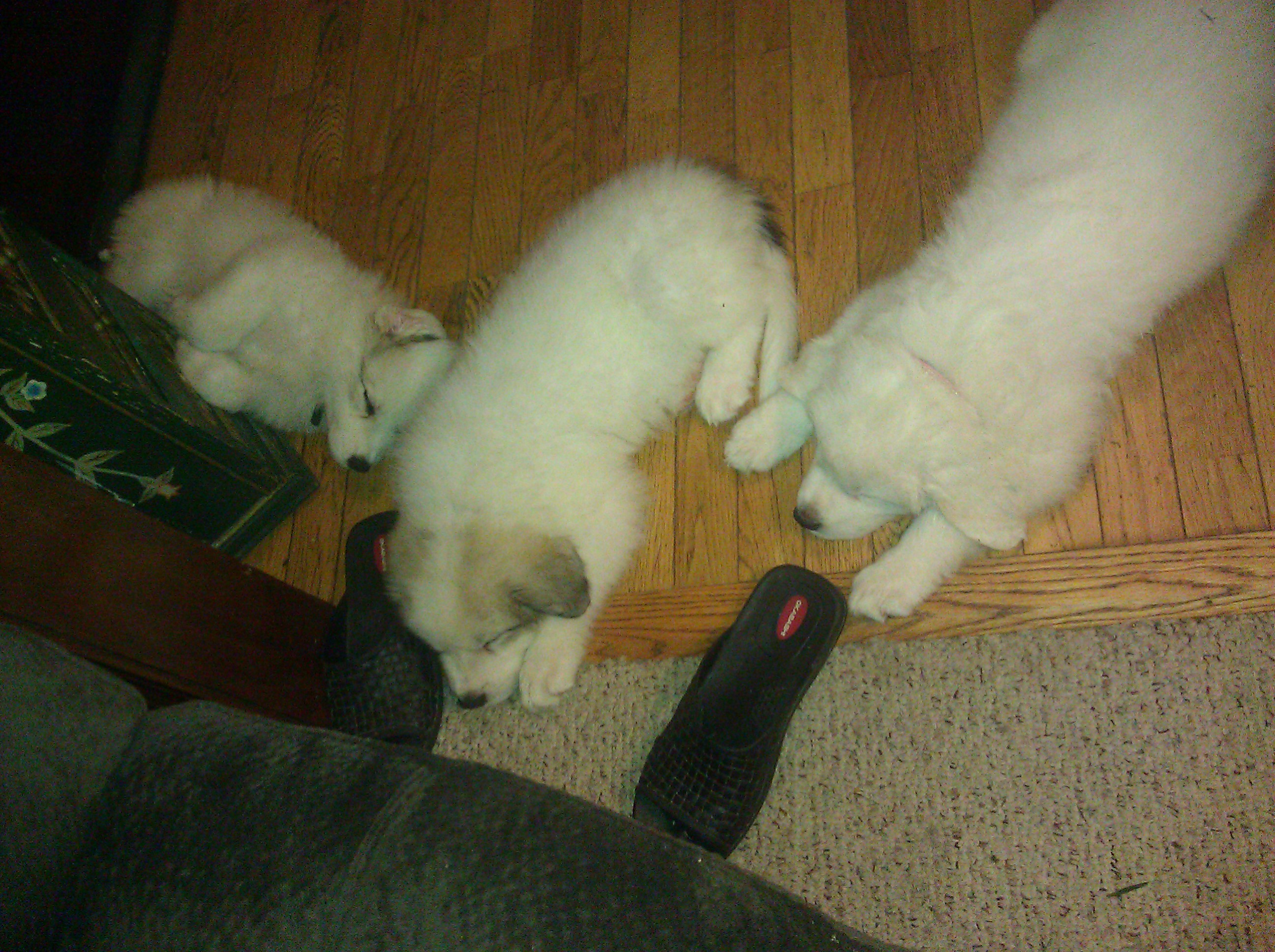 Sierra, Samson & Sugar crashed