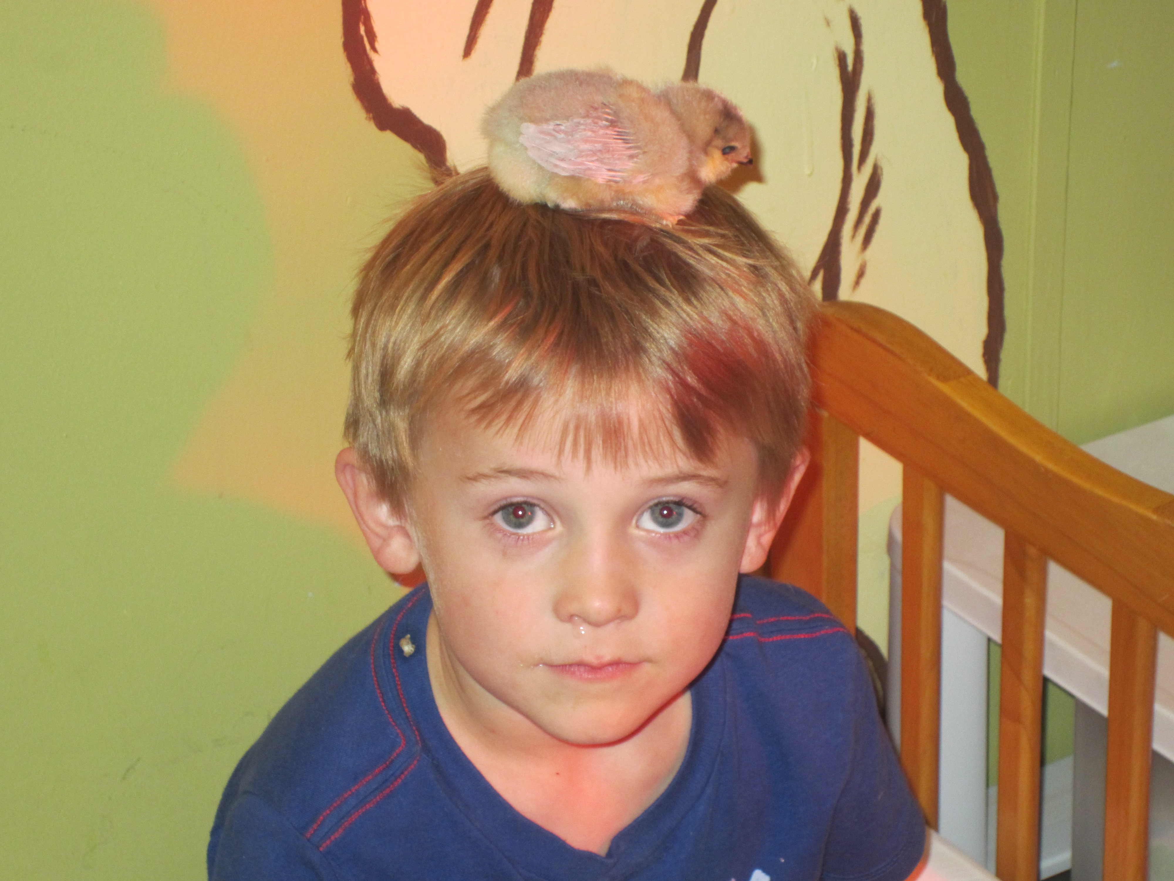Silas with 5 day old lavender chick
