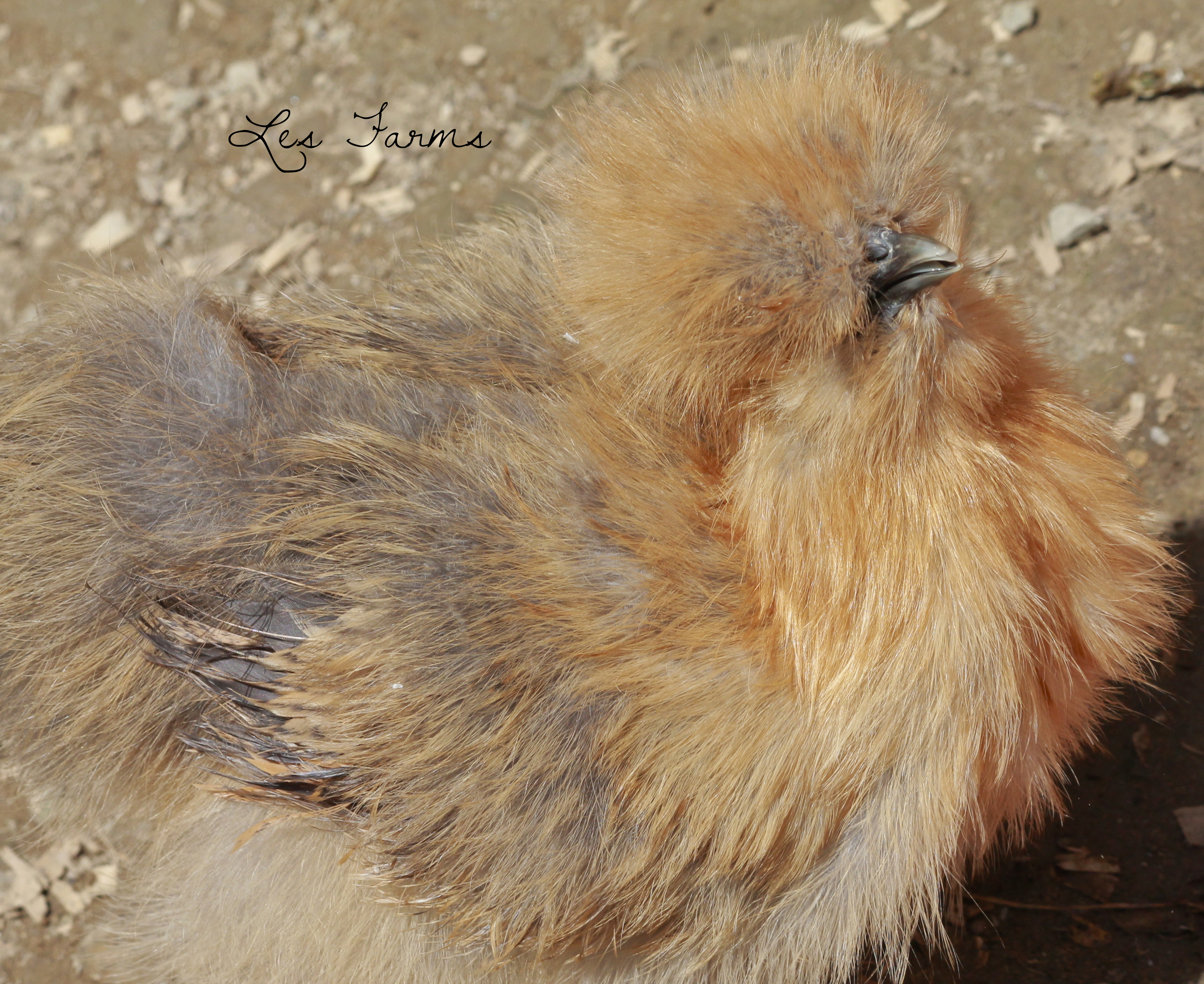 Silkie - 11 weeks old
