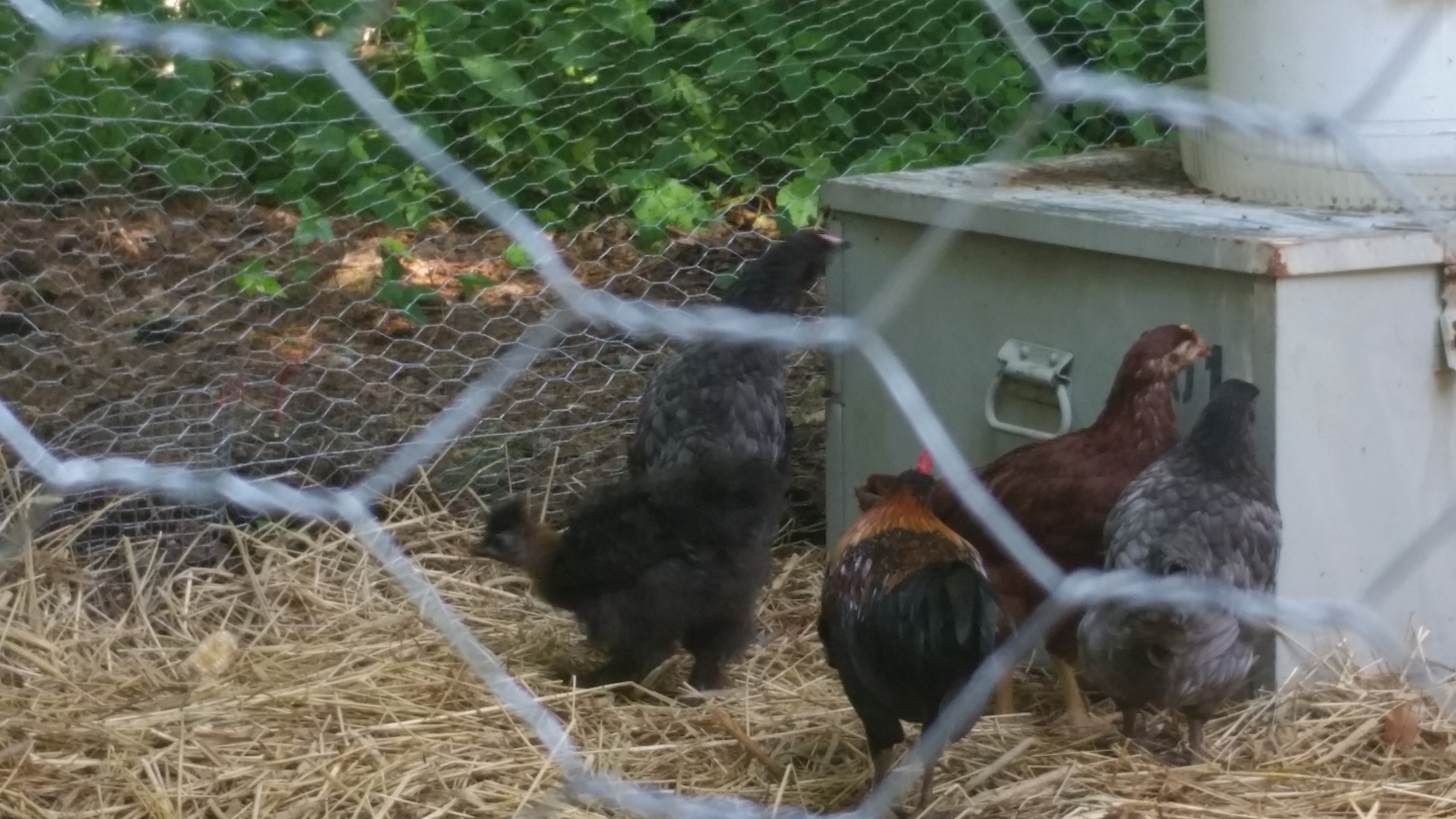 Silkie, 3 Cochin/Rhode Island red crosses, and a Bantam roo