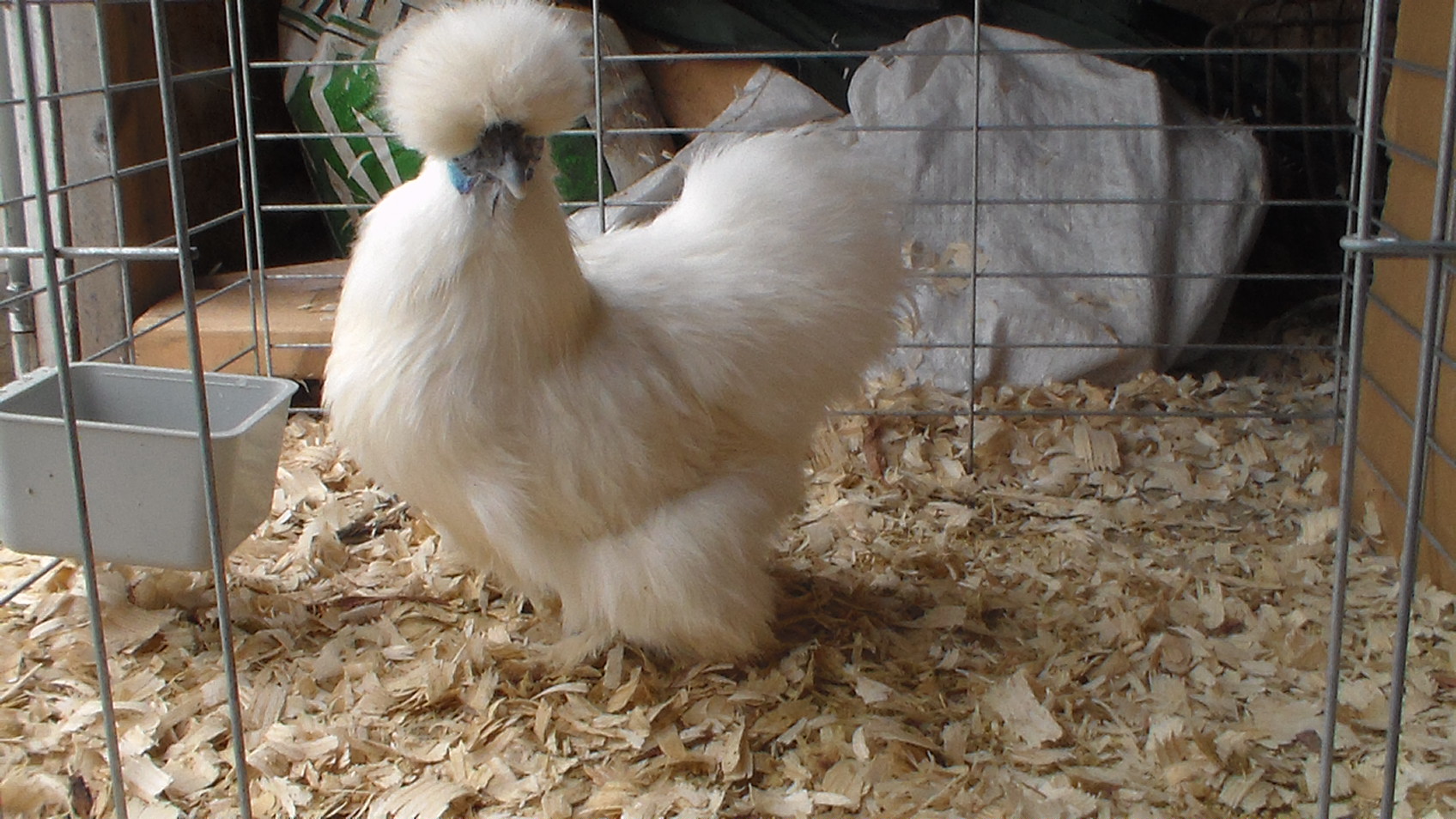 silkie 6/11/2013