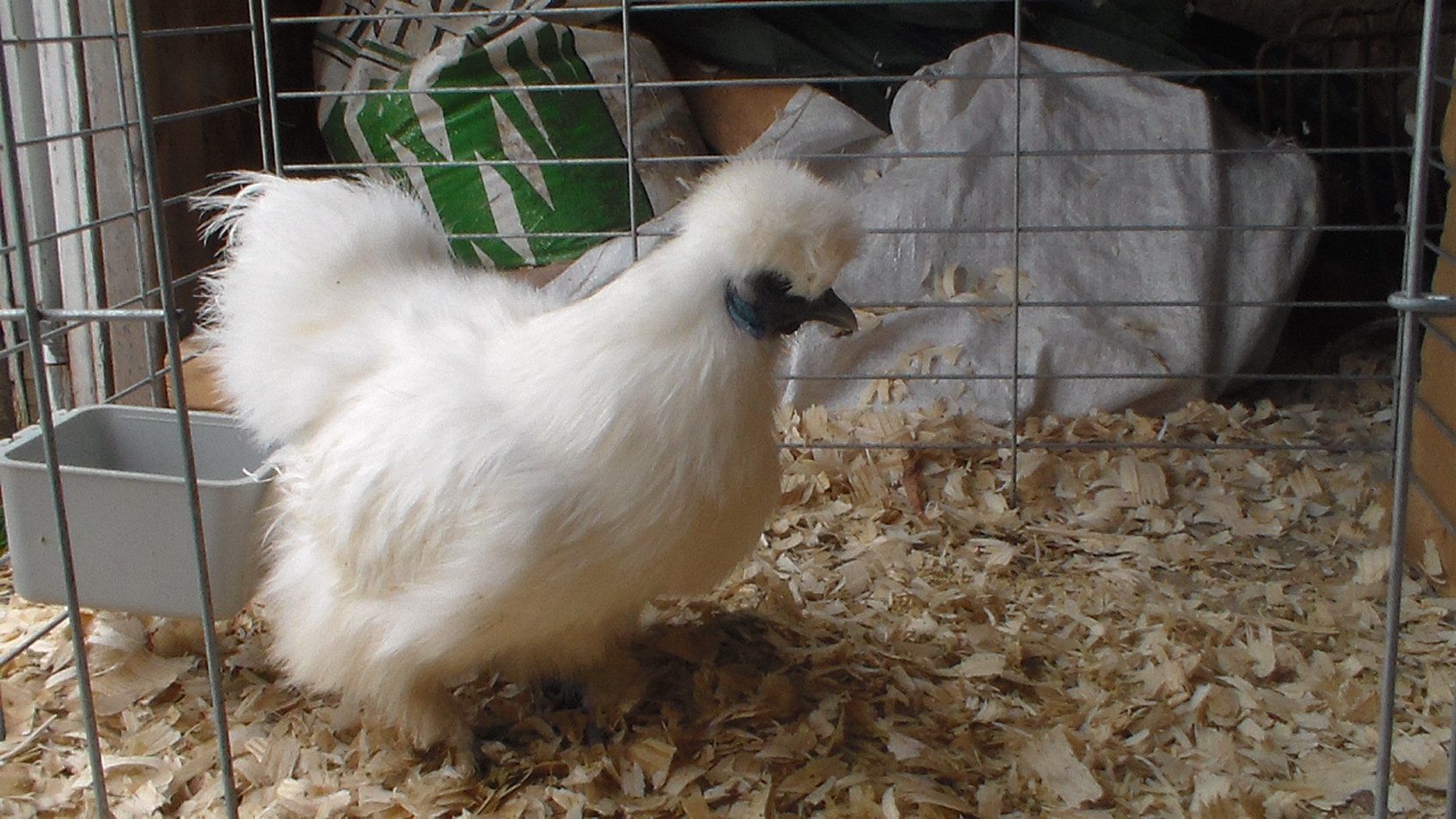 silkie 6/11/2013