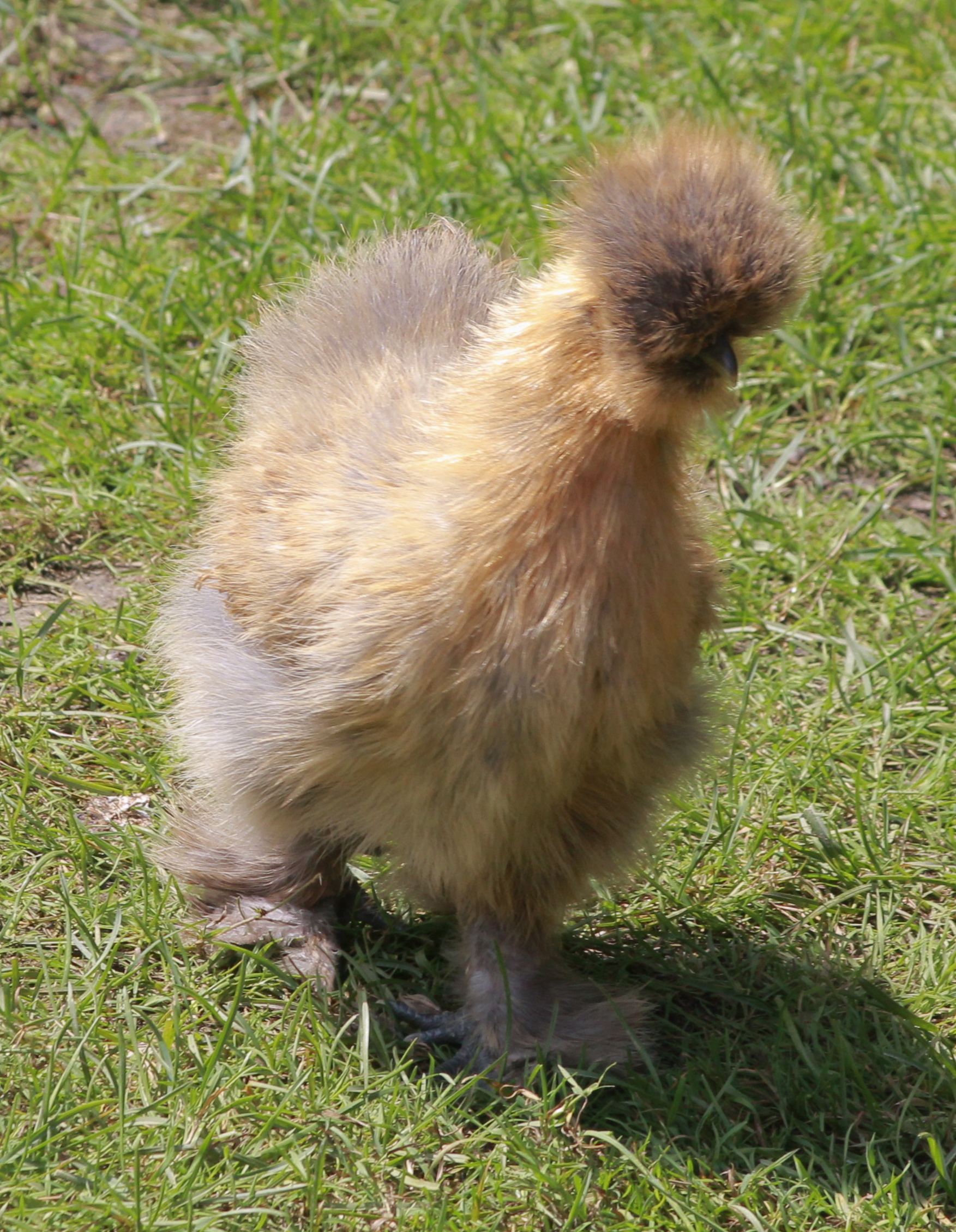 Silkie - 9 weeks old