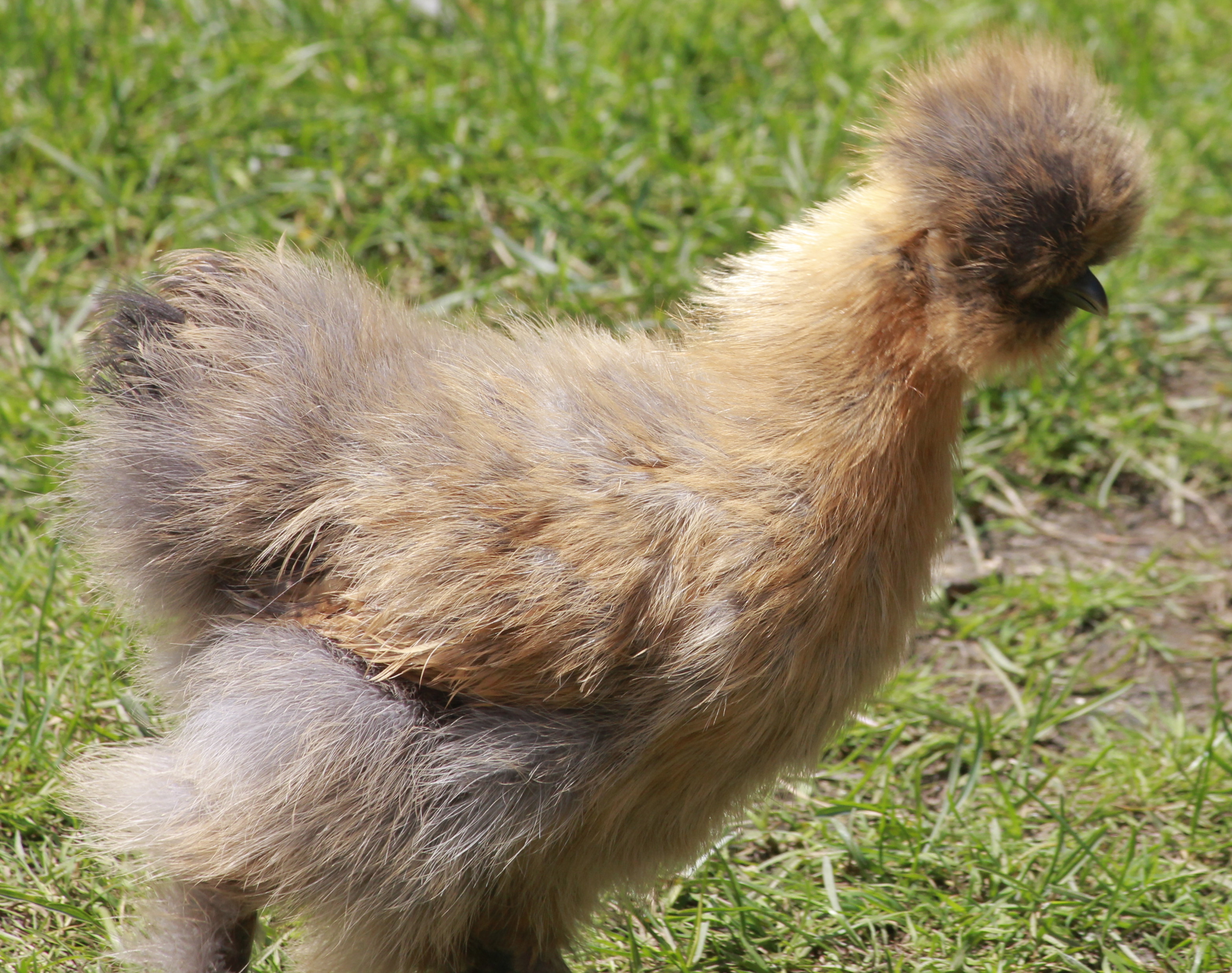 Silkie - 9 weeks old