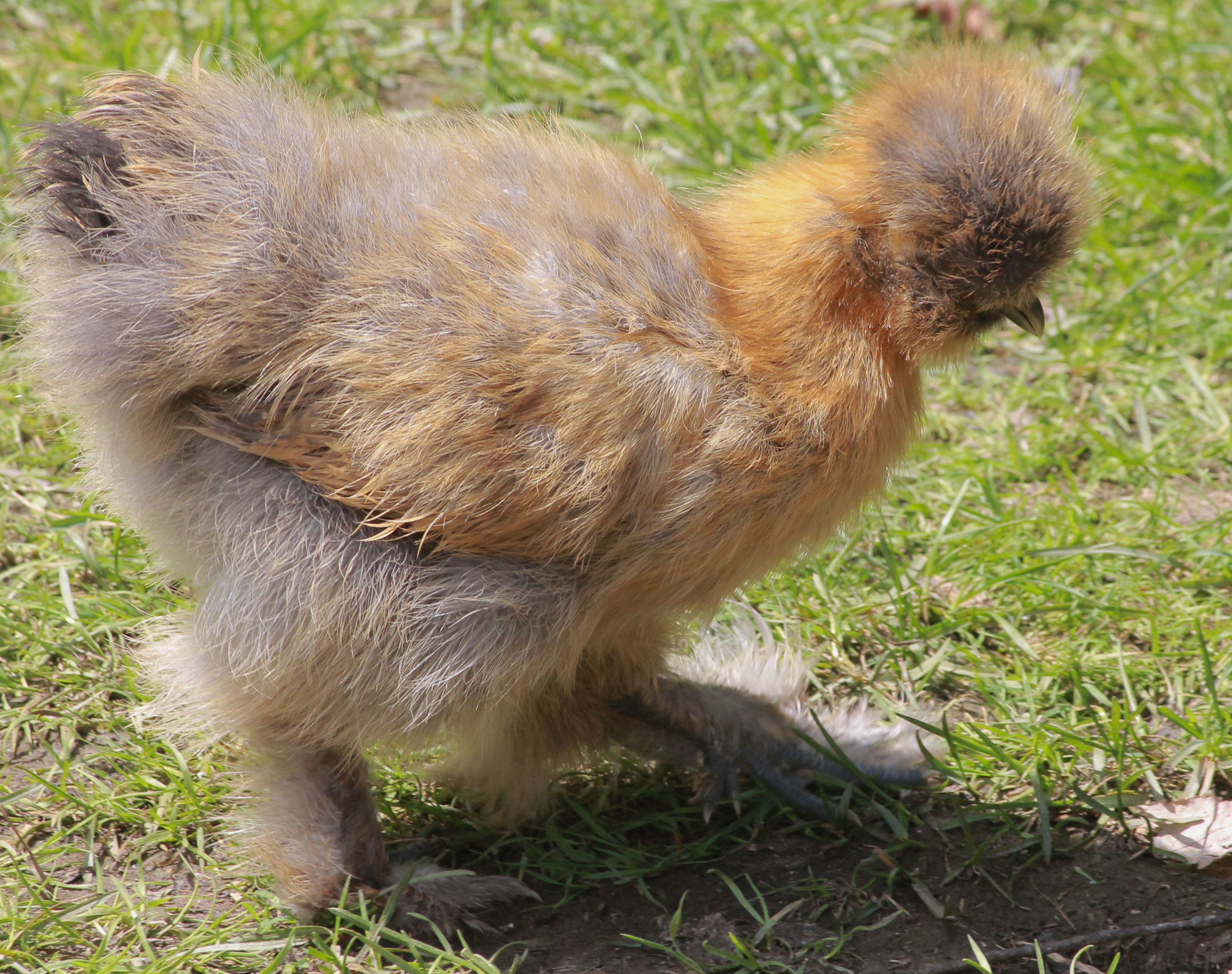 Silkie - 9 weeks old