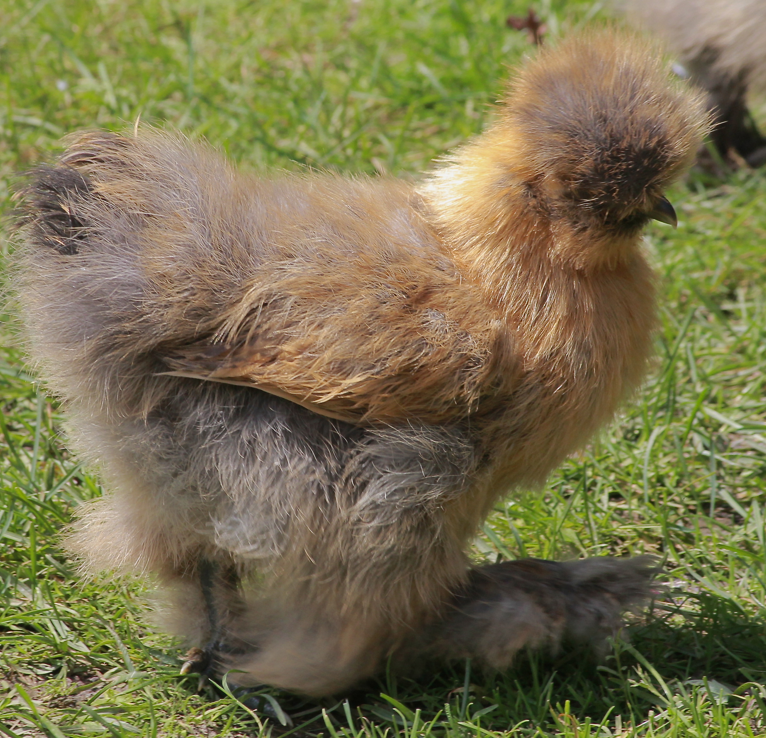 Silkie - 9 weeks old
