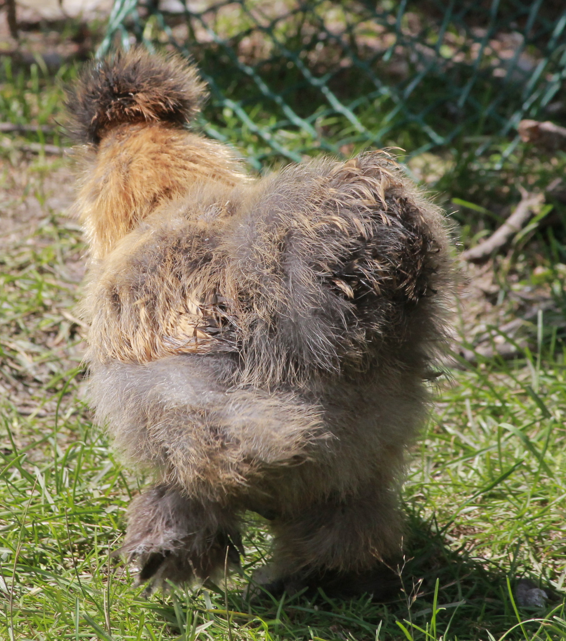 Silkie - 9 weeks old