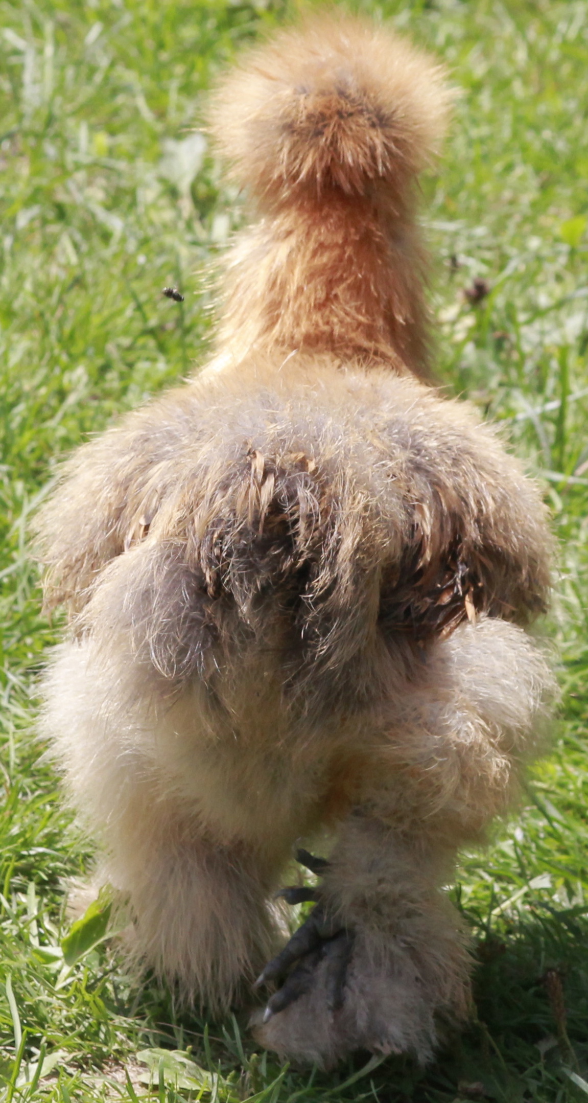 Silkie - 9 weeks old