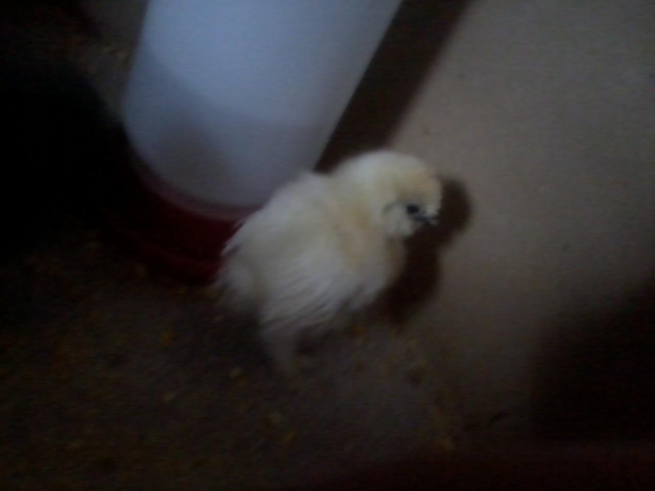 Silkie a few weeks old