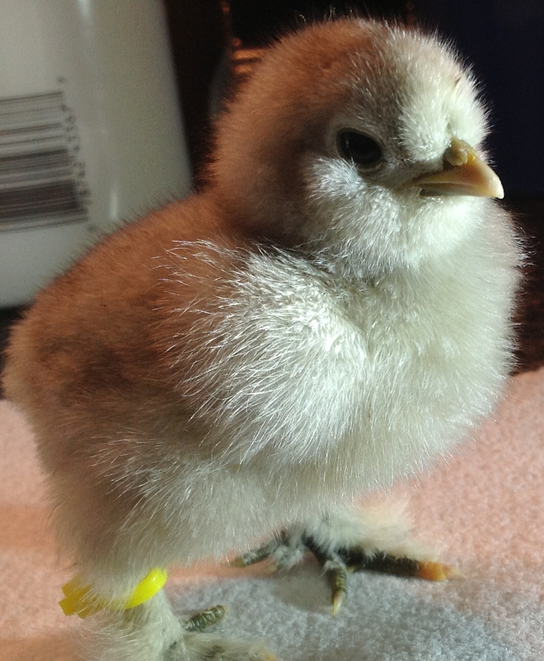 Silkie baby non vaulted