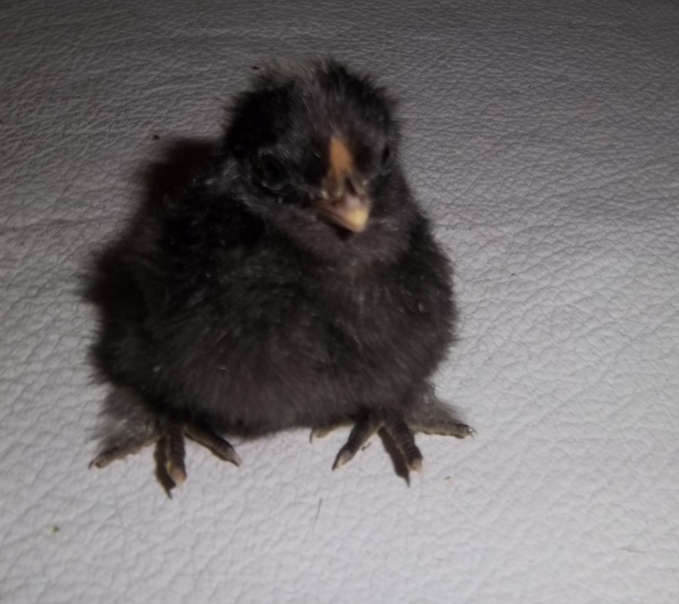 Silkie baby