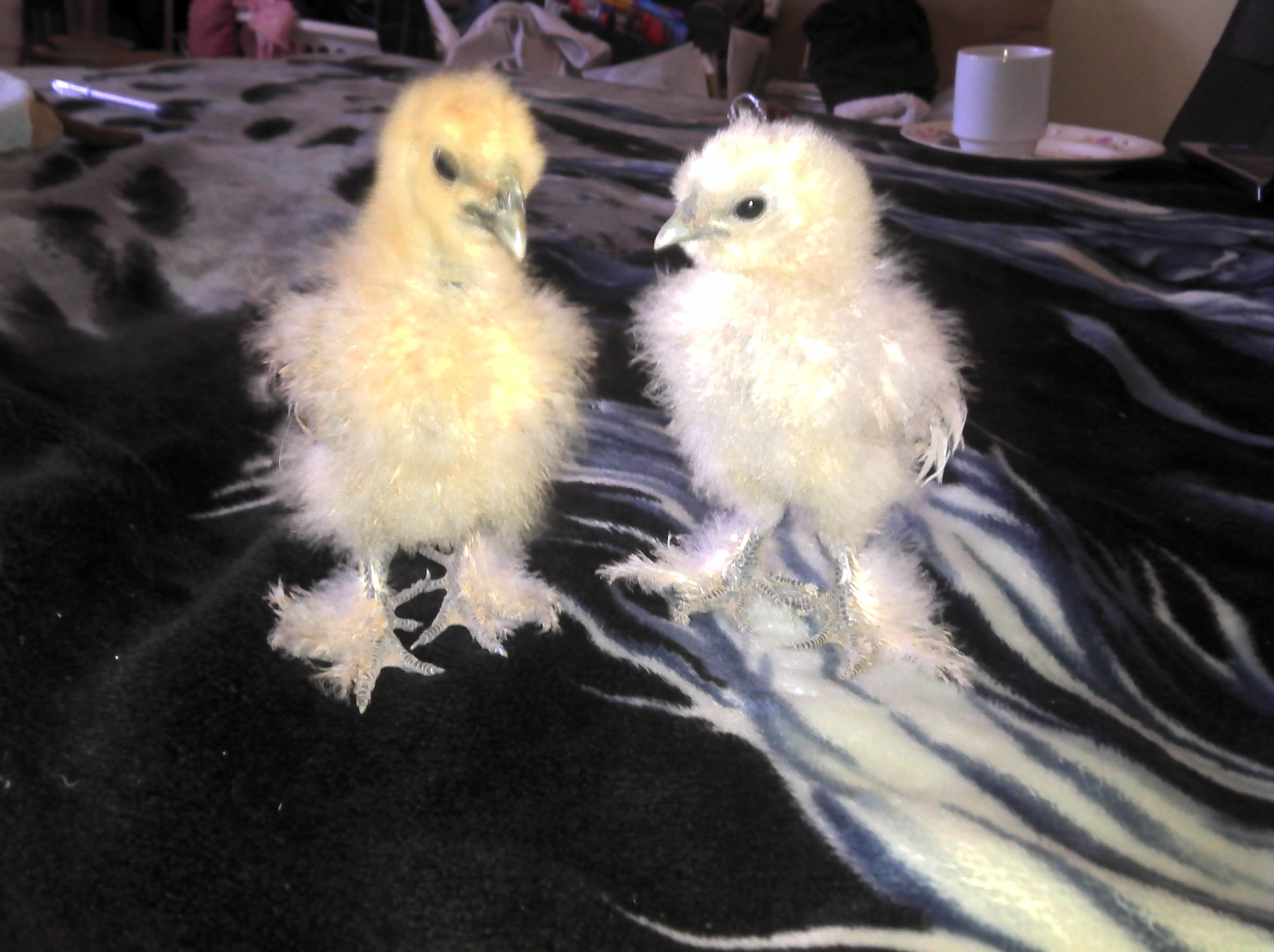 Silkie babys white and partridge.