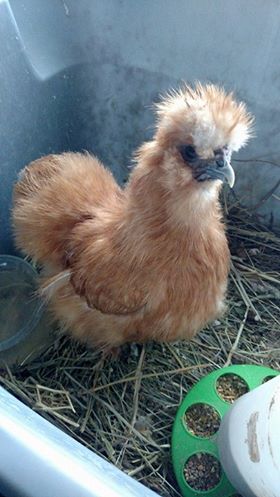 Silkie Bantam