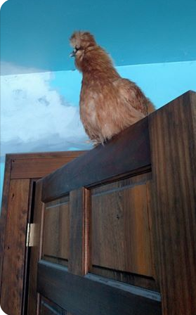Silkie Bantam