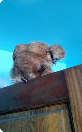 Silkie Bantam