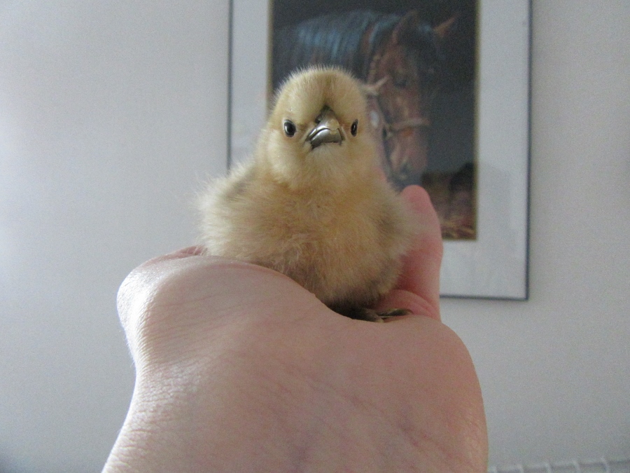 Silkie bantam